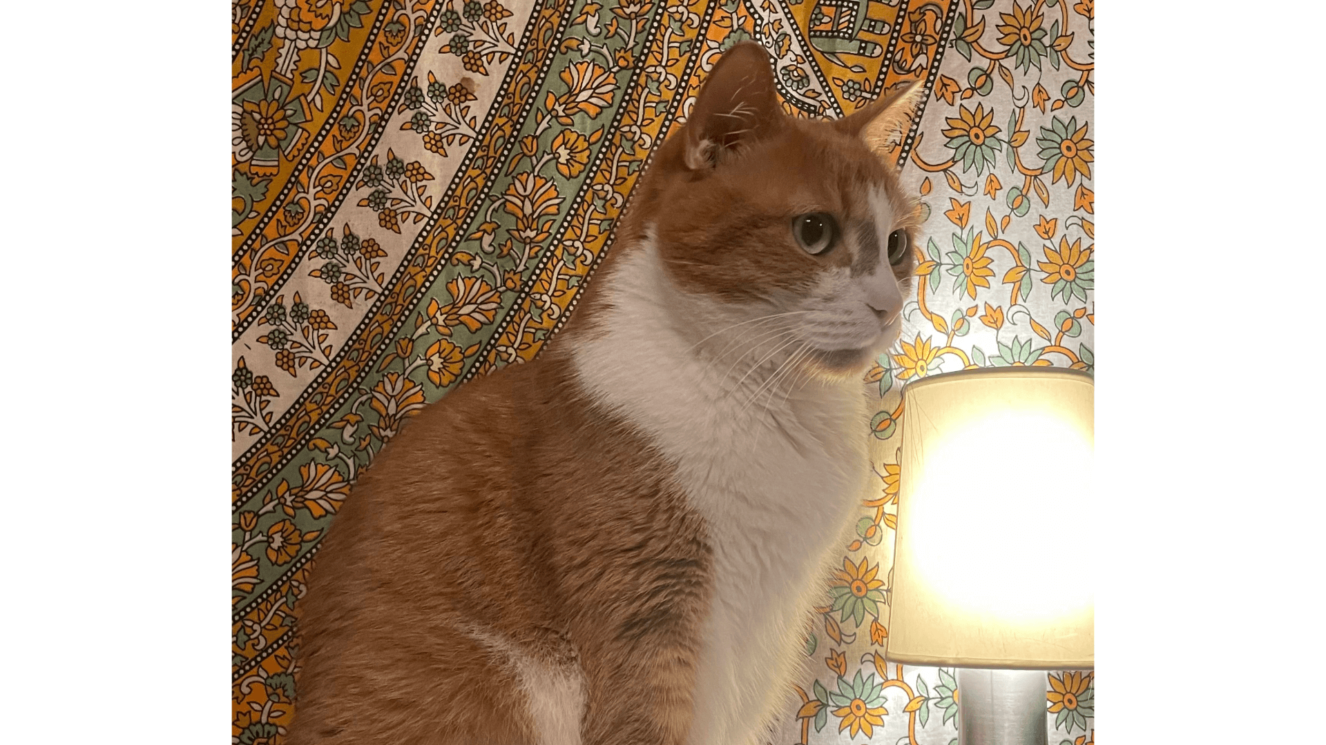 Kater Pancho bedankt sich für die tierärztliche Futterberatung durch Frau Dr. Berg