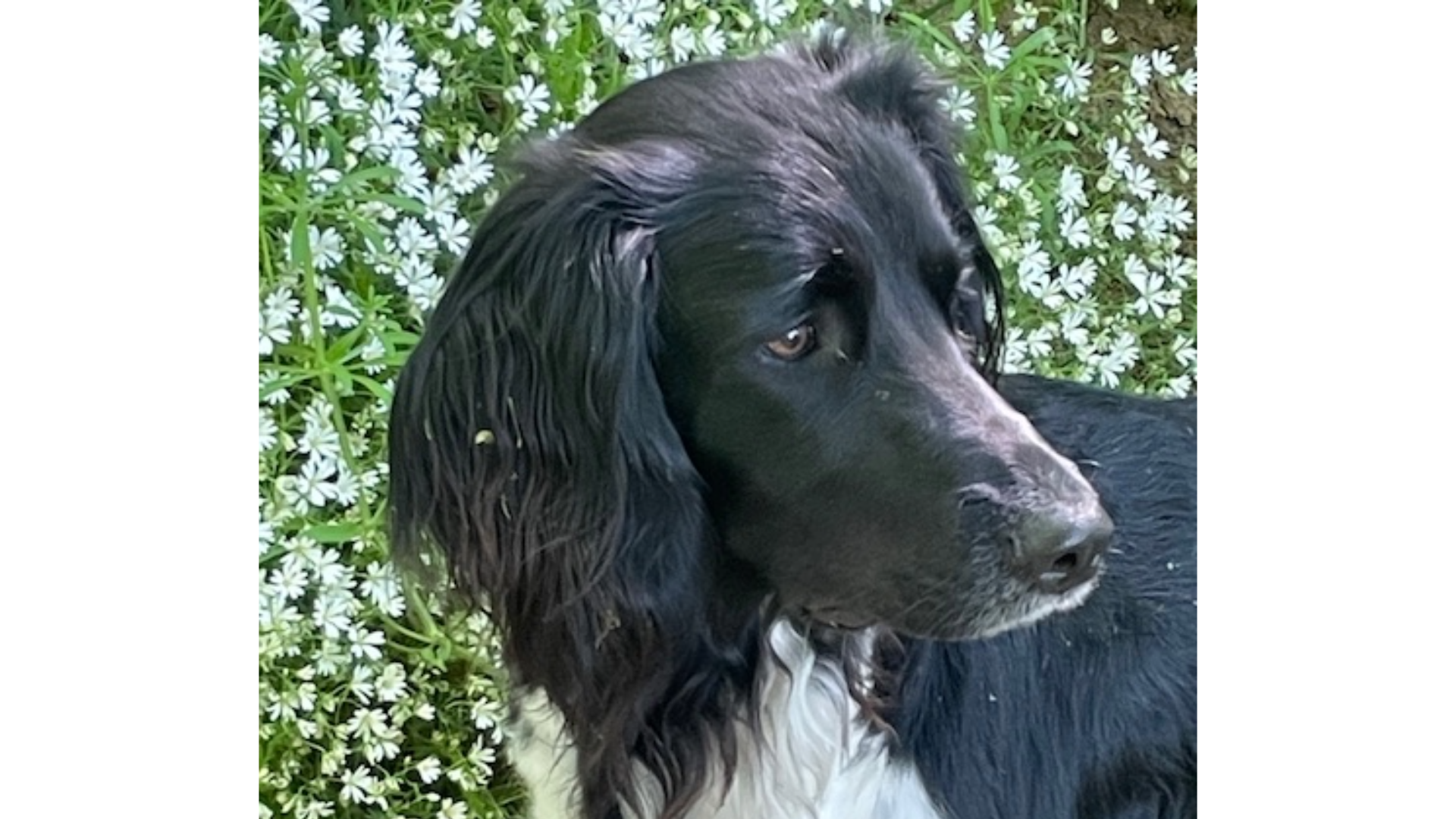 Kundenfoto Münsterländer Hündin Jule