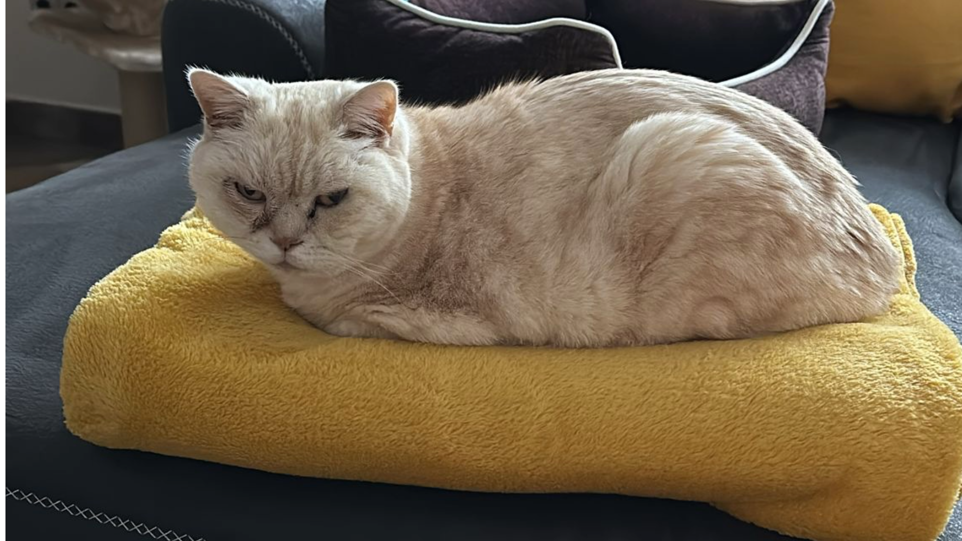 Kundenfoto von Kater Baron 