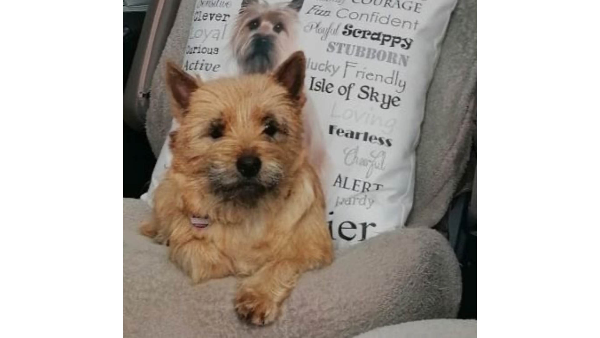 Kundenmeinung pro-Allergie Urfleisch Lamm