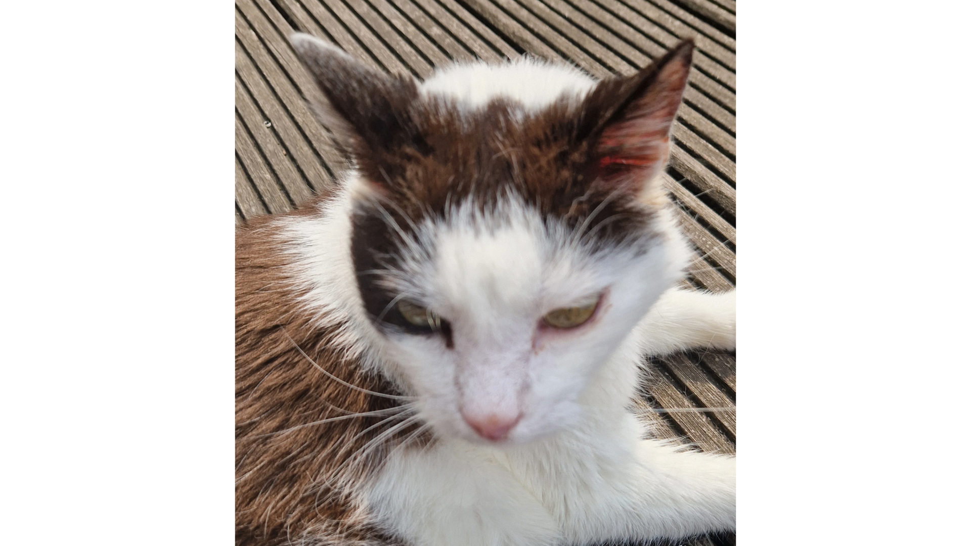 Erfahrungsbericht von Kater Smoky zum pro-Schonkost von Dr. Berg