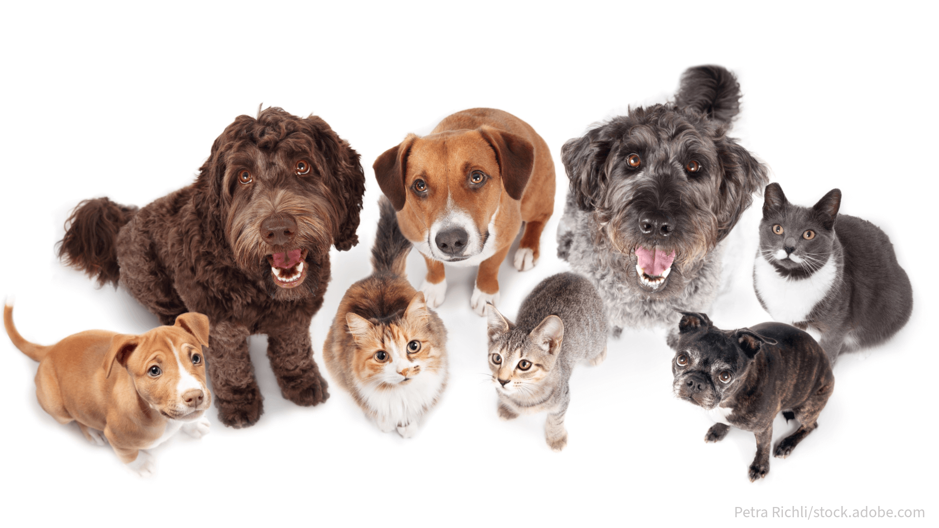 Alleinfutter für Hunde und Katzen