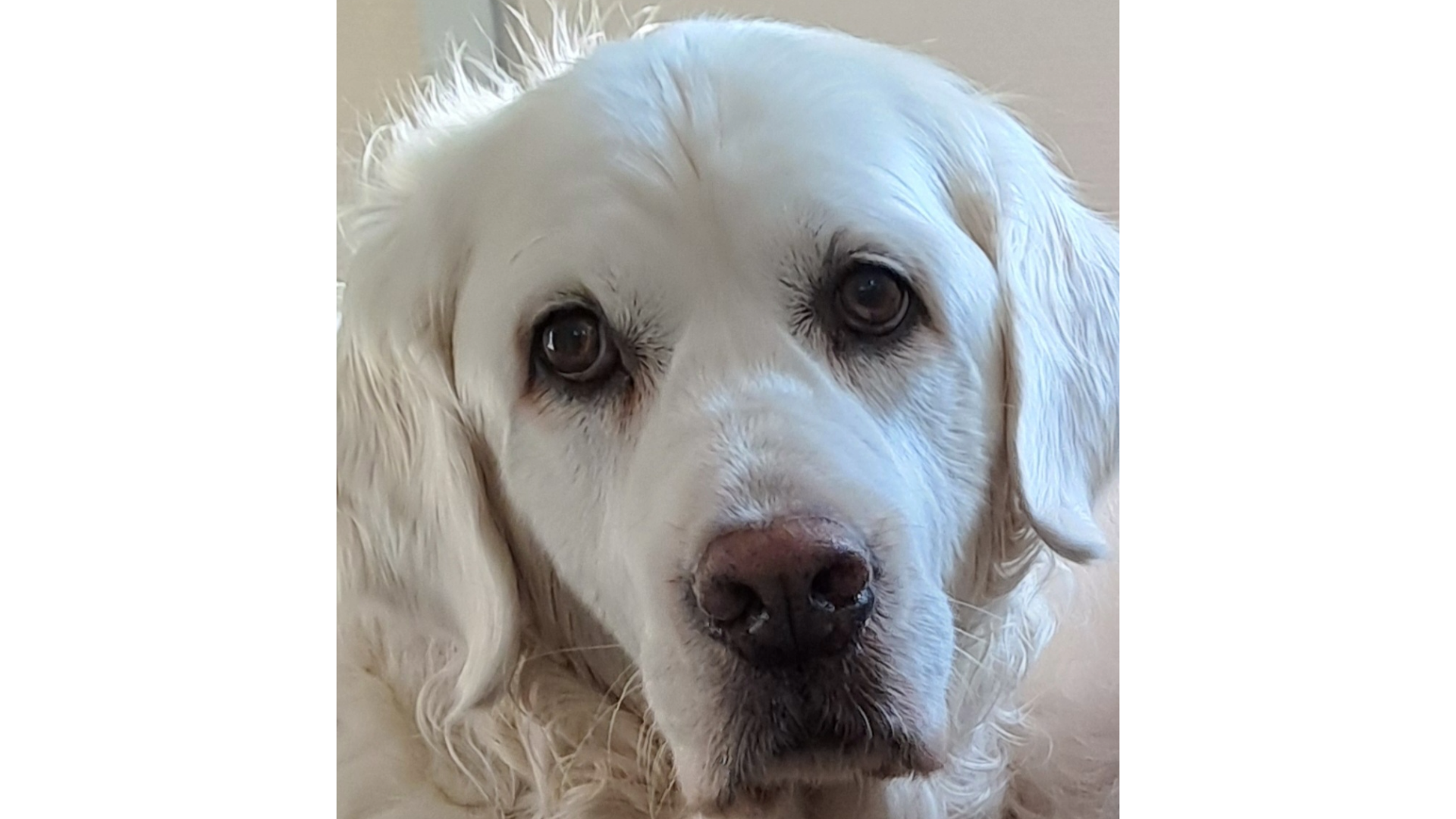 Golden Retriver Hündin Lotta bekommt pro-Schonkost von Dr. Berg