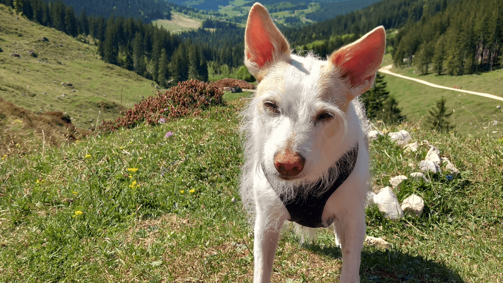Kromfohrländer Hündin Amina bedankt sich für die tierärztliche Futterberatung bei Dr. Berg
