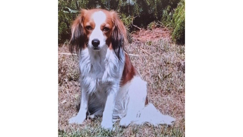 Erfahrungsbericht zu pro-Niere Hundefutter von Dr. Berg