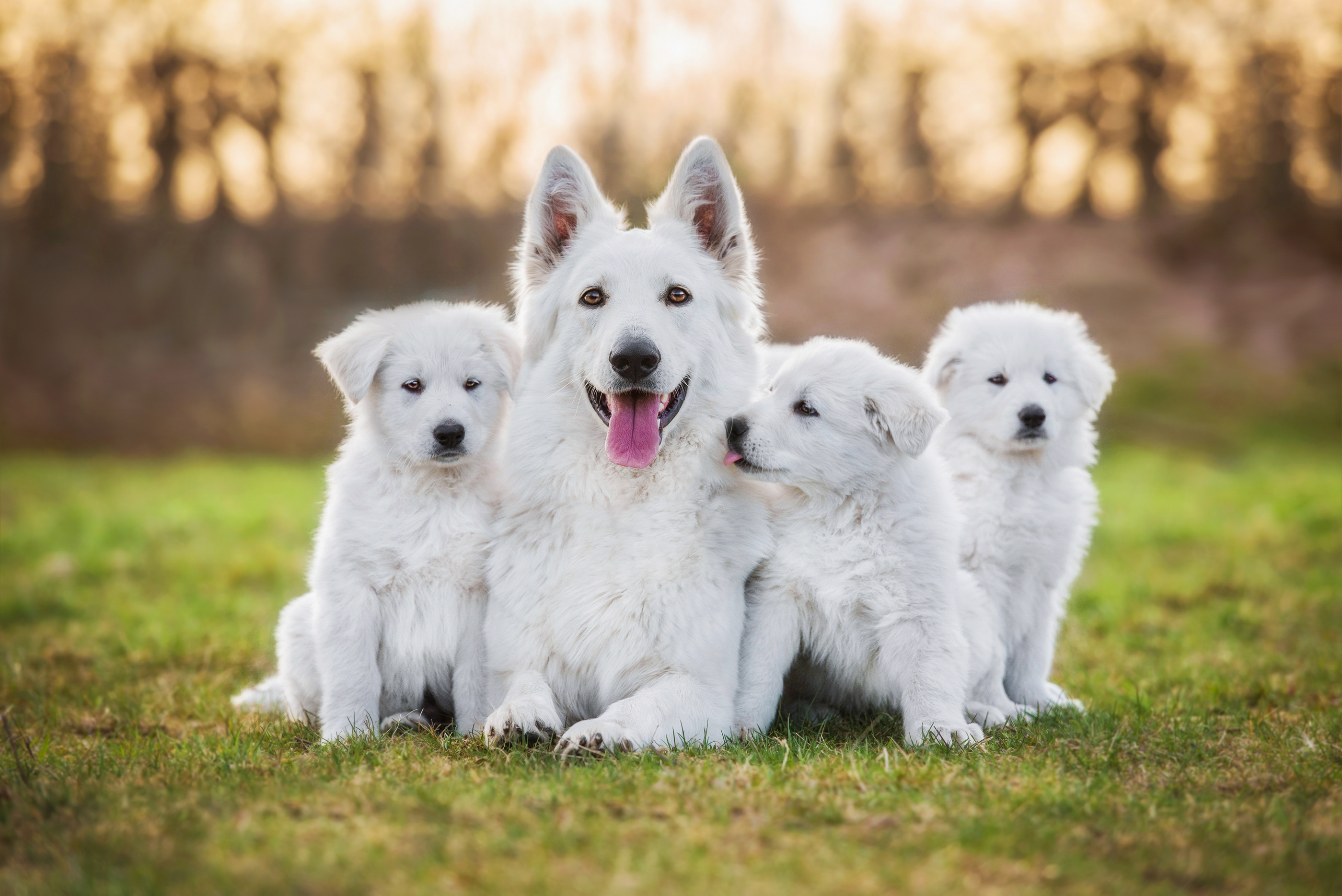 Weißer Schäferhund mit Welpen