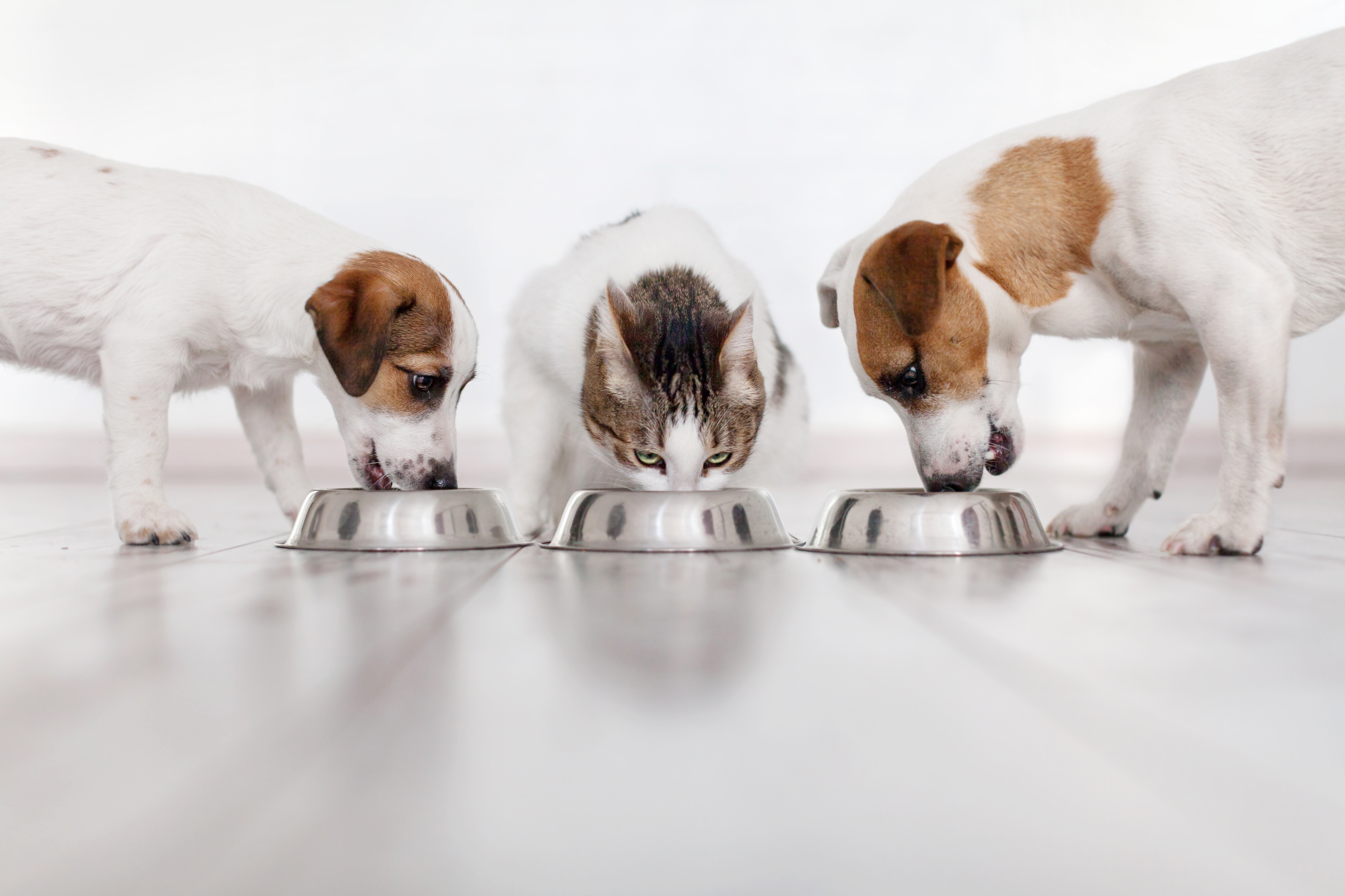 Ein Hund, ein Welpe und eine Katze fressen nebeneinander