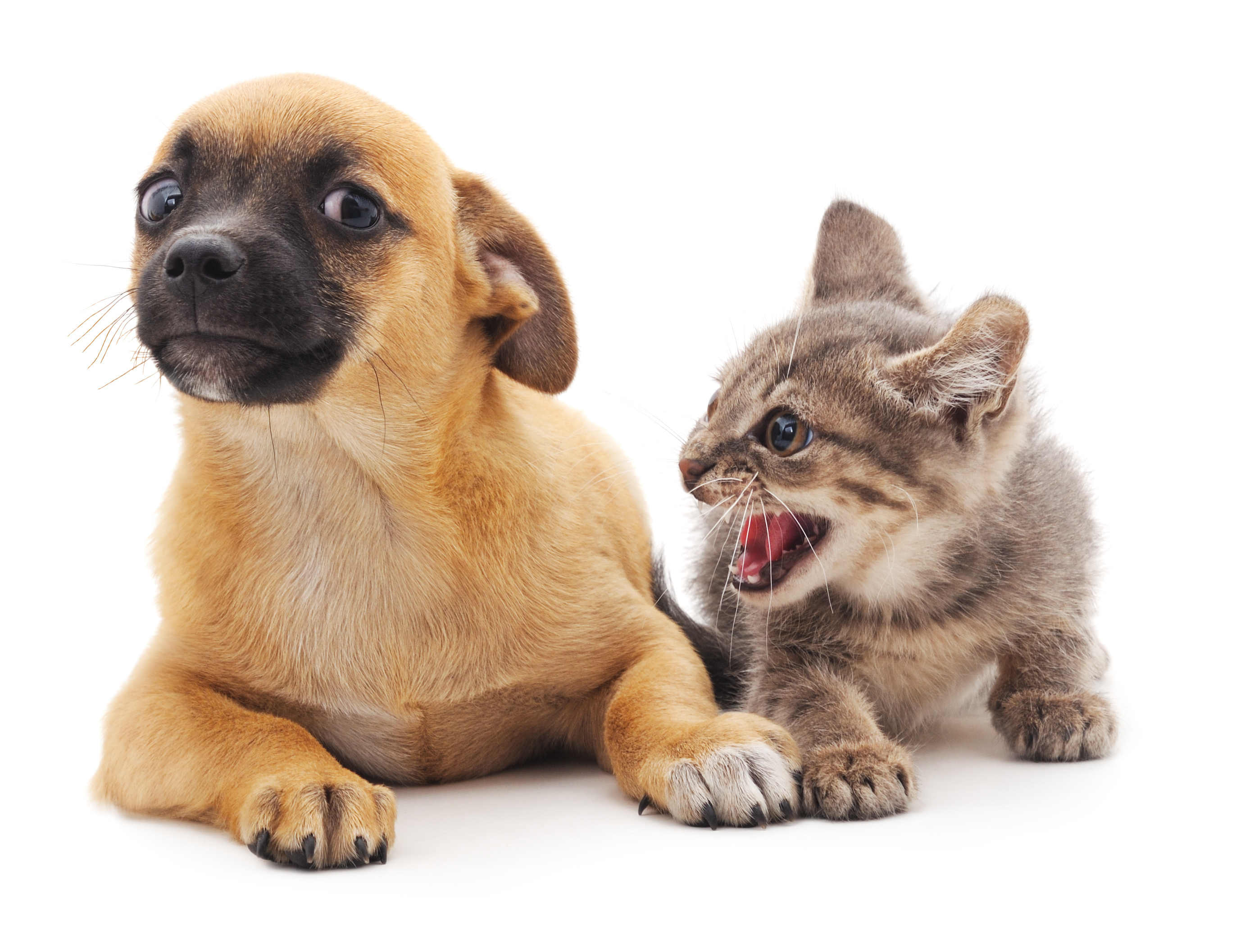Puppy and kitty feel not well