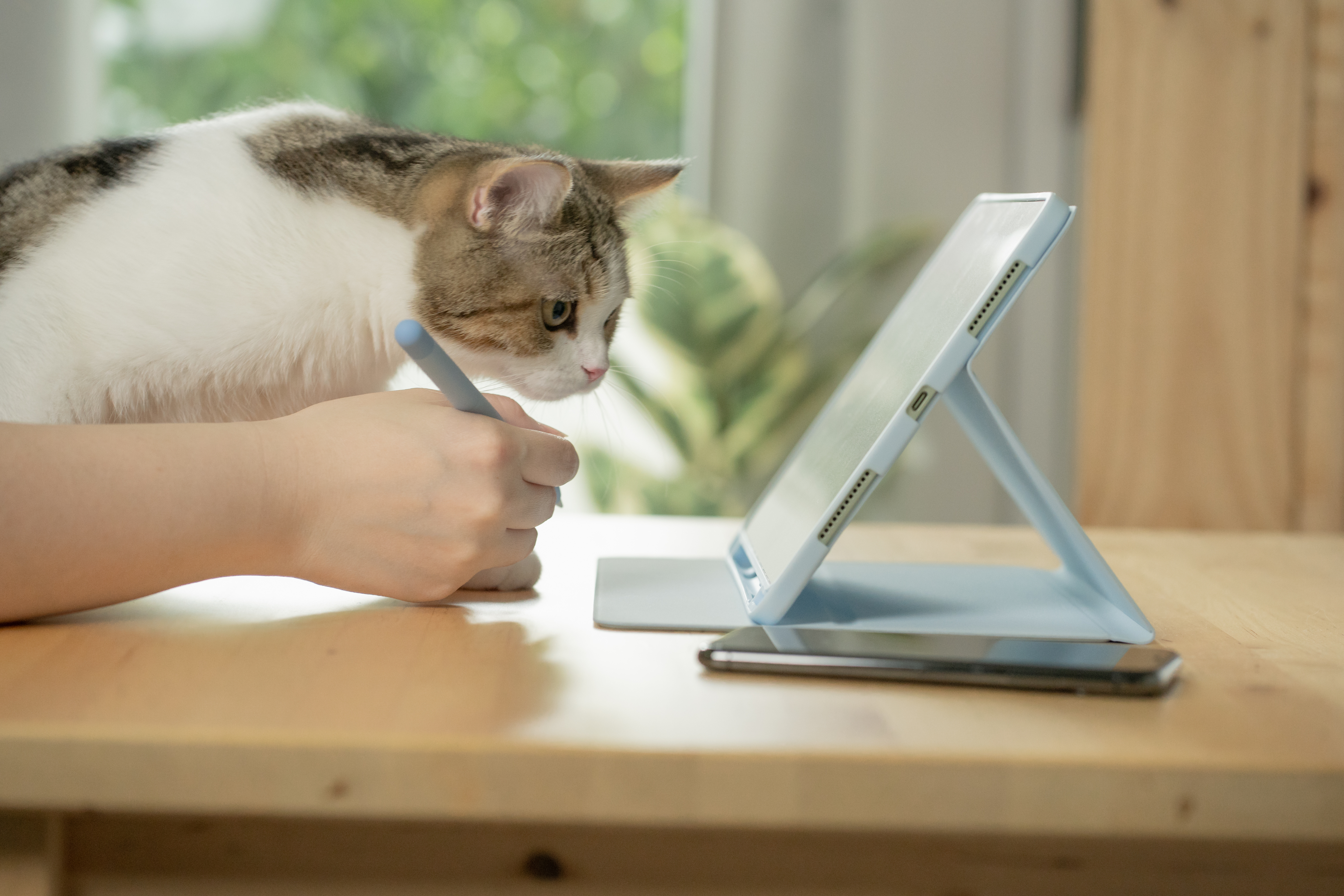 Katzenbesitzer sucht Informationen zur Niereninsuffizienz, unterstützt seine Katze