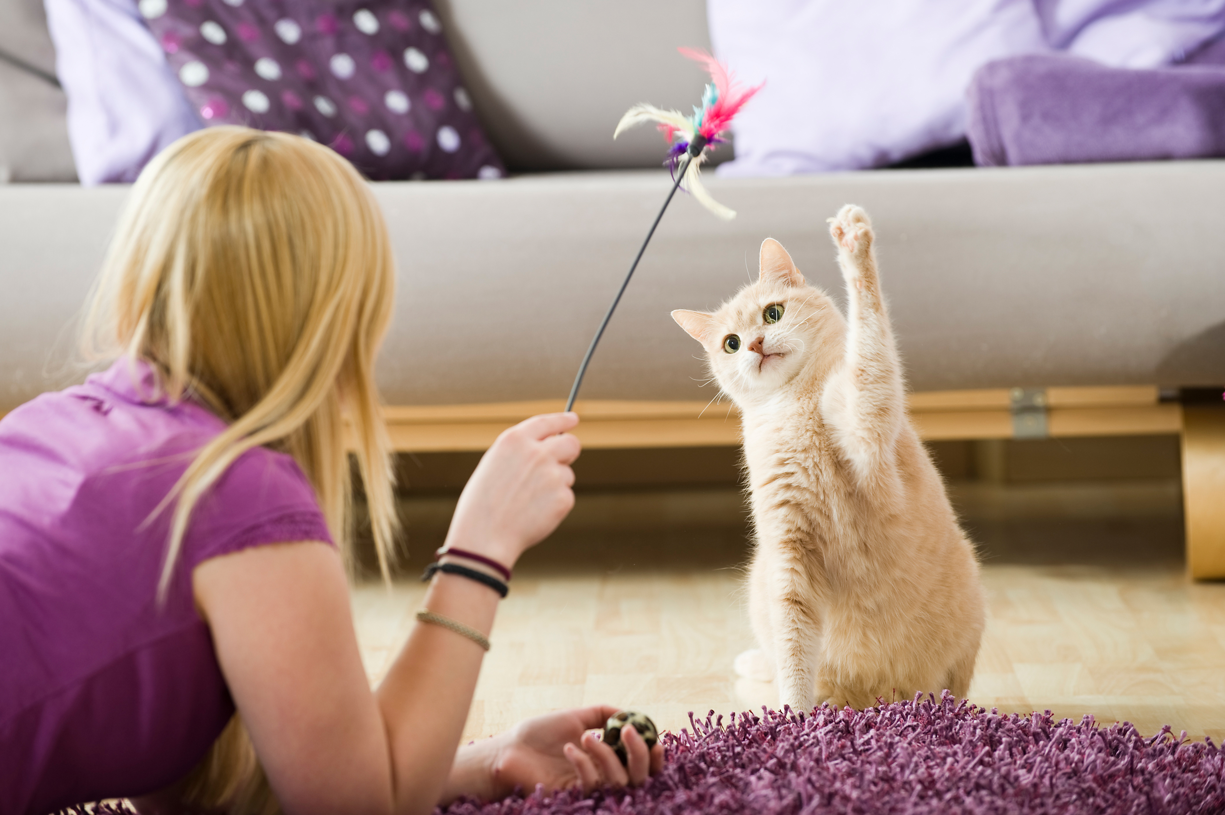 Glückliche Katze spielt, Verbesserung der Lebensqualität bei Niereninsuffizienz.