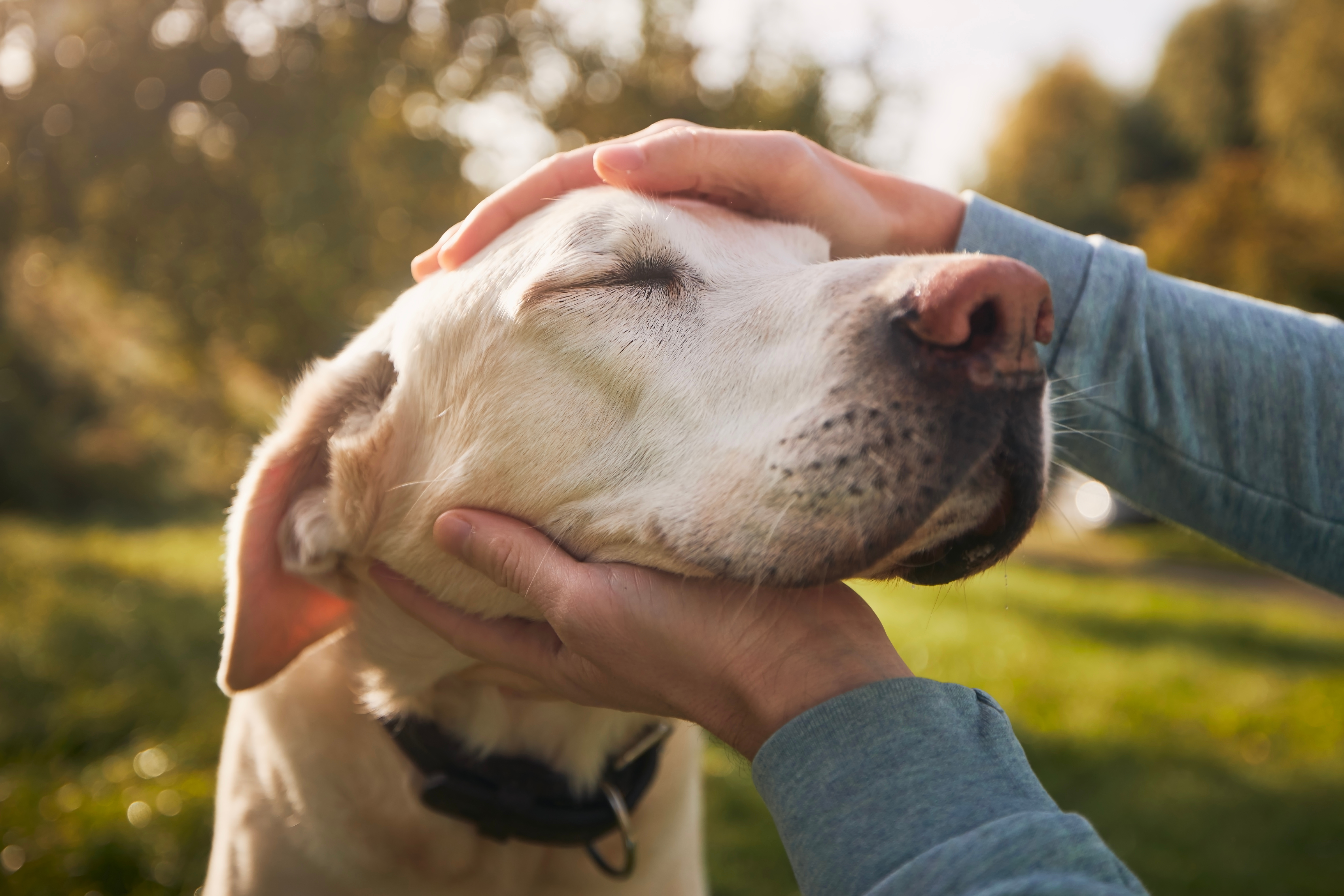 ein glücklicher und zufriedener Hund wird gestreichelt