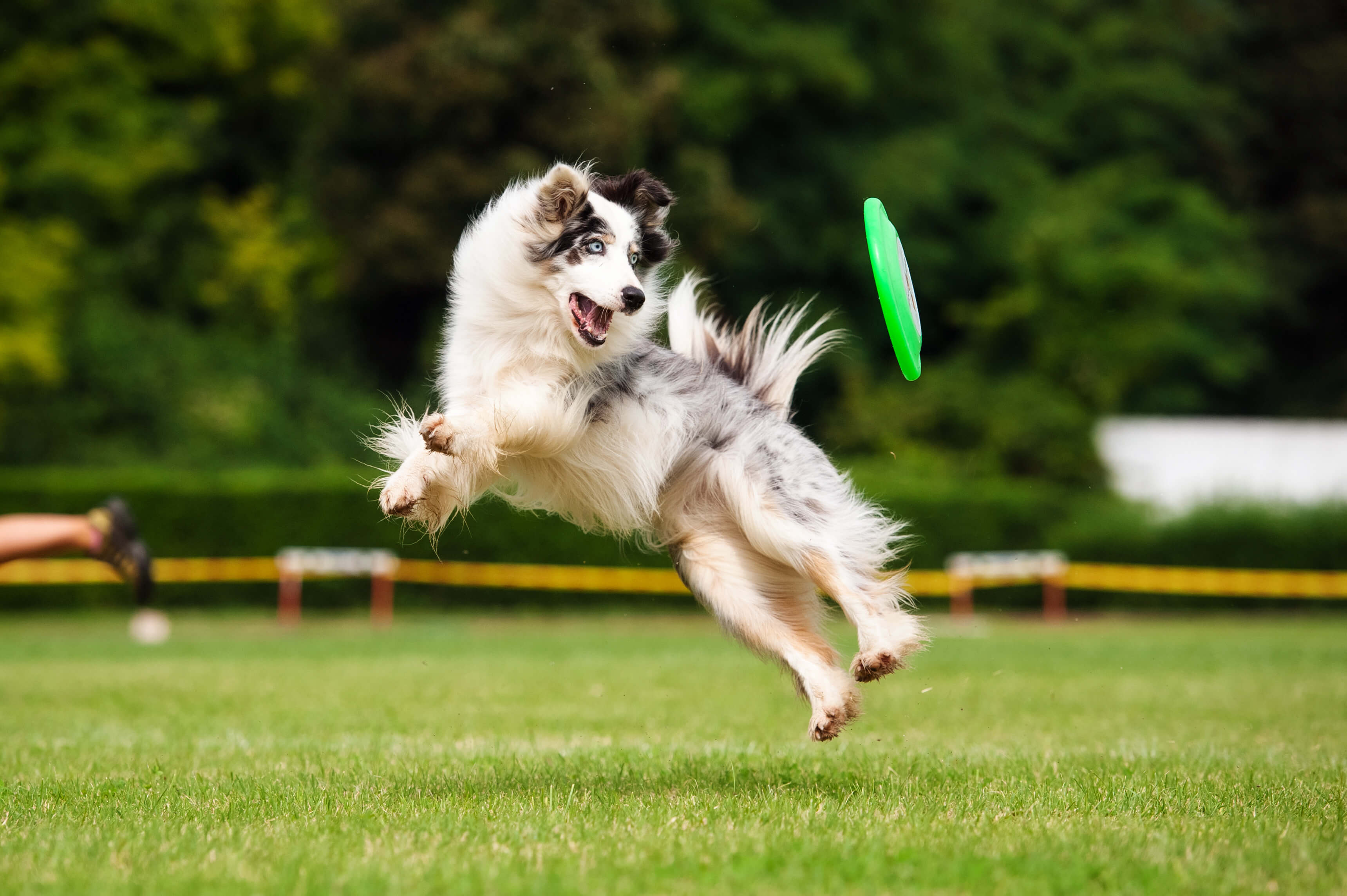 Ein Hund spielt aktiv in der Natur mit einem Frisbee.