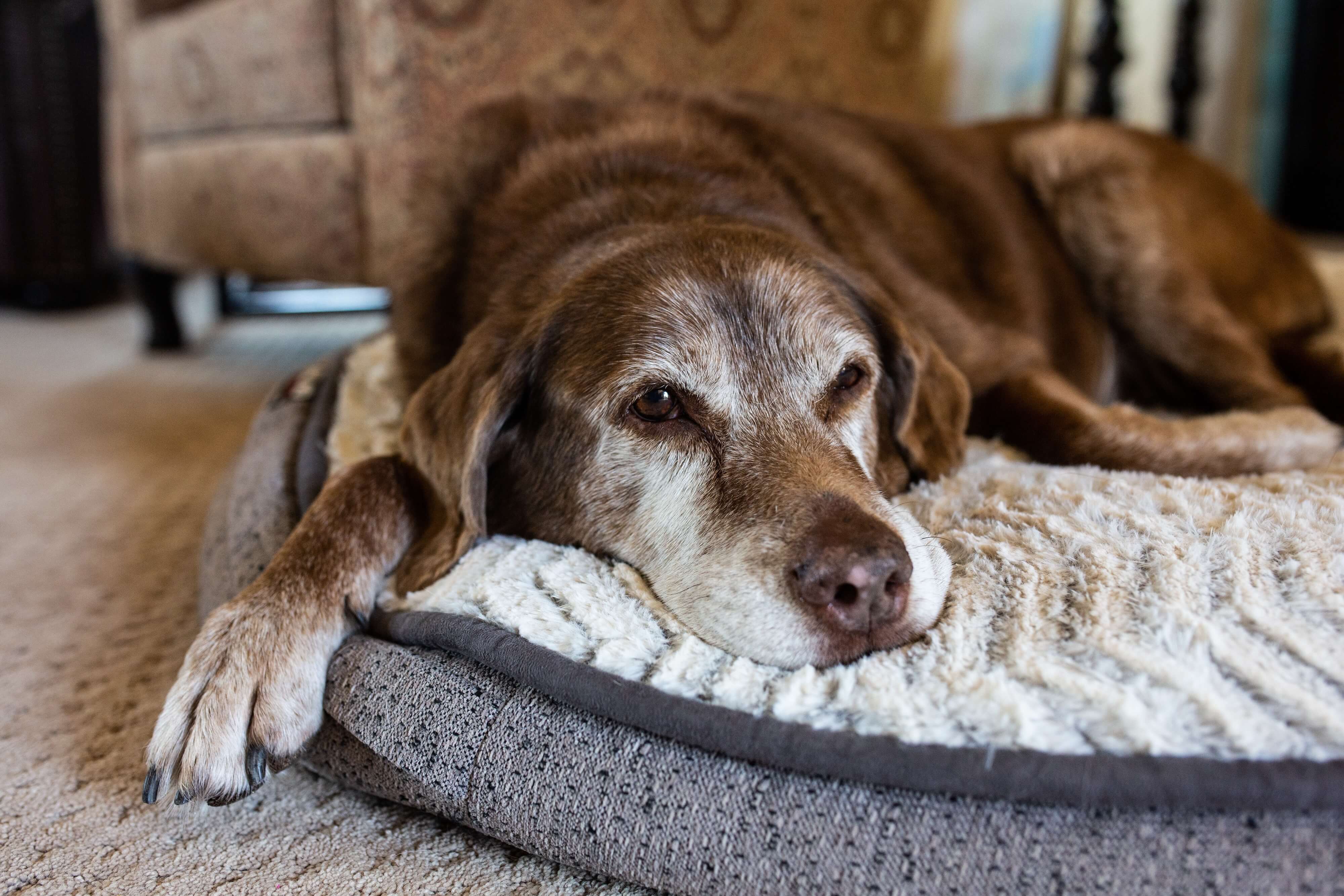 Arthritis bei Hunden und Katzen