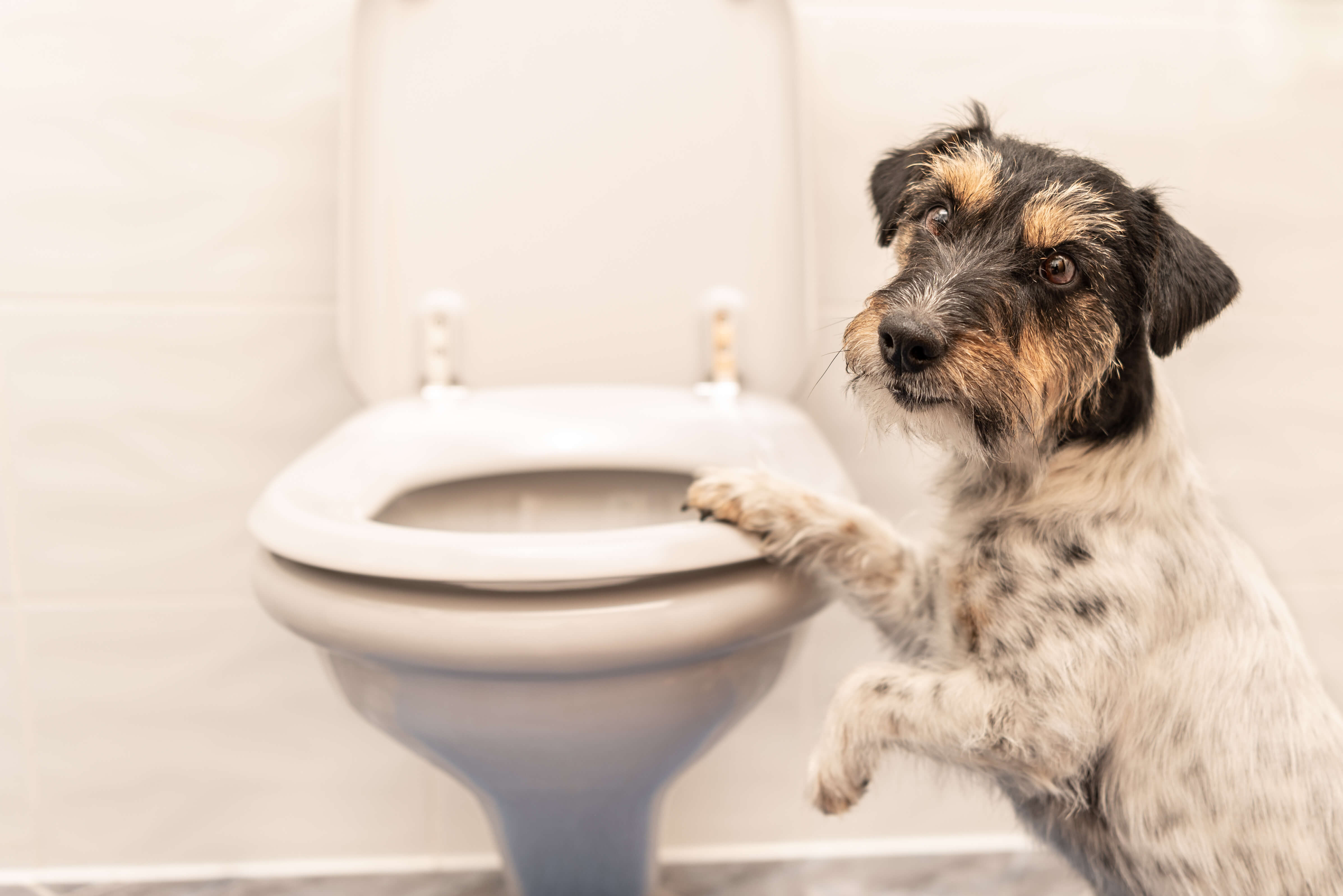 Hund sitzt neben einer Toilette