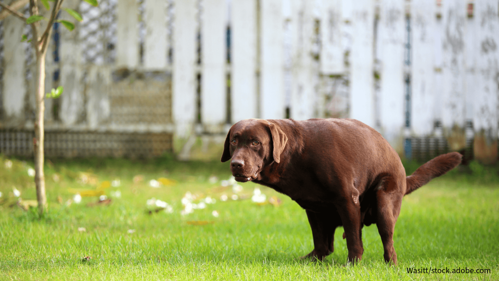 Hund setzt oft Kot ab?