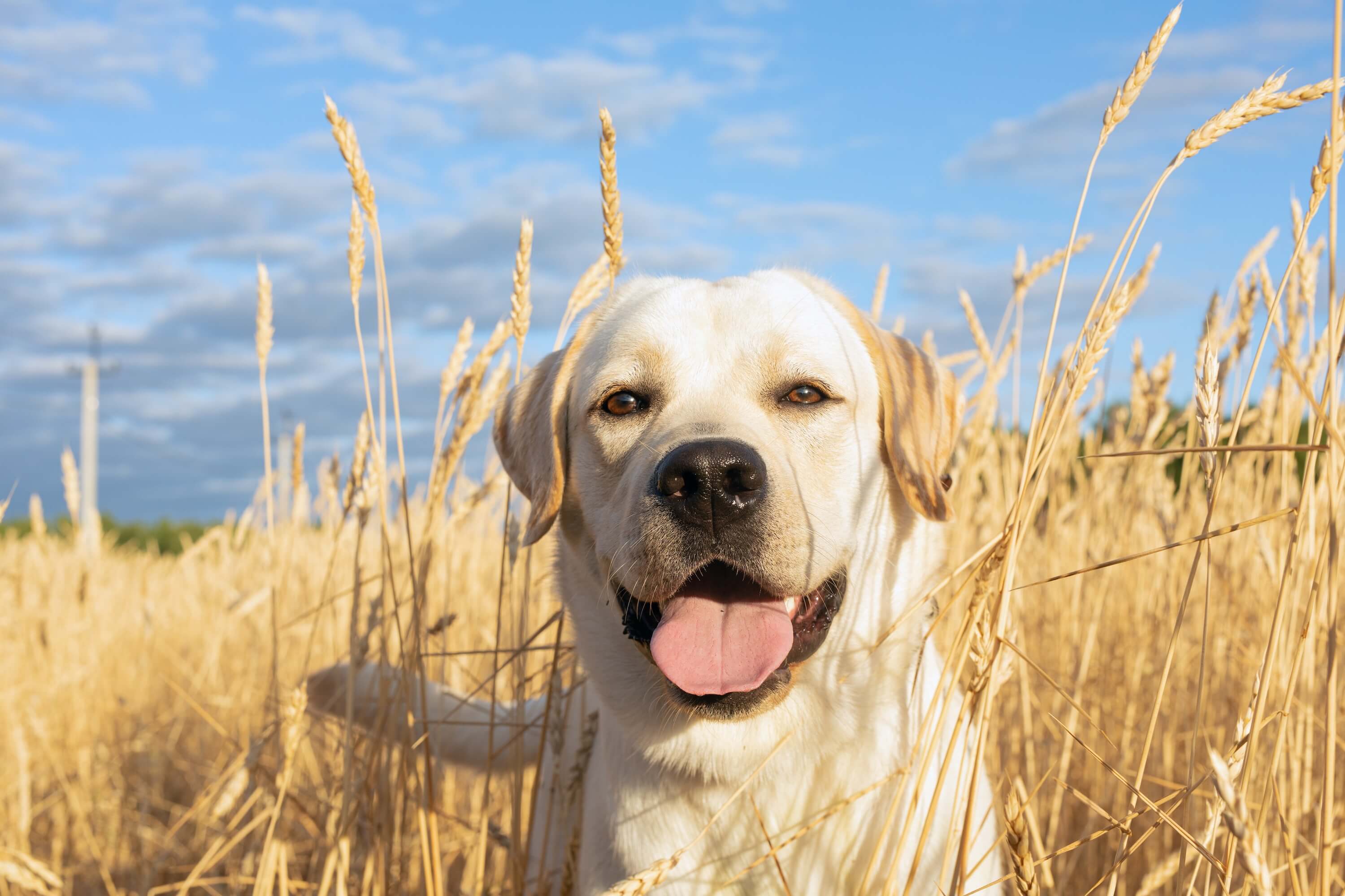 Ein Hund spielt im Getreidefeld