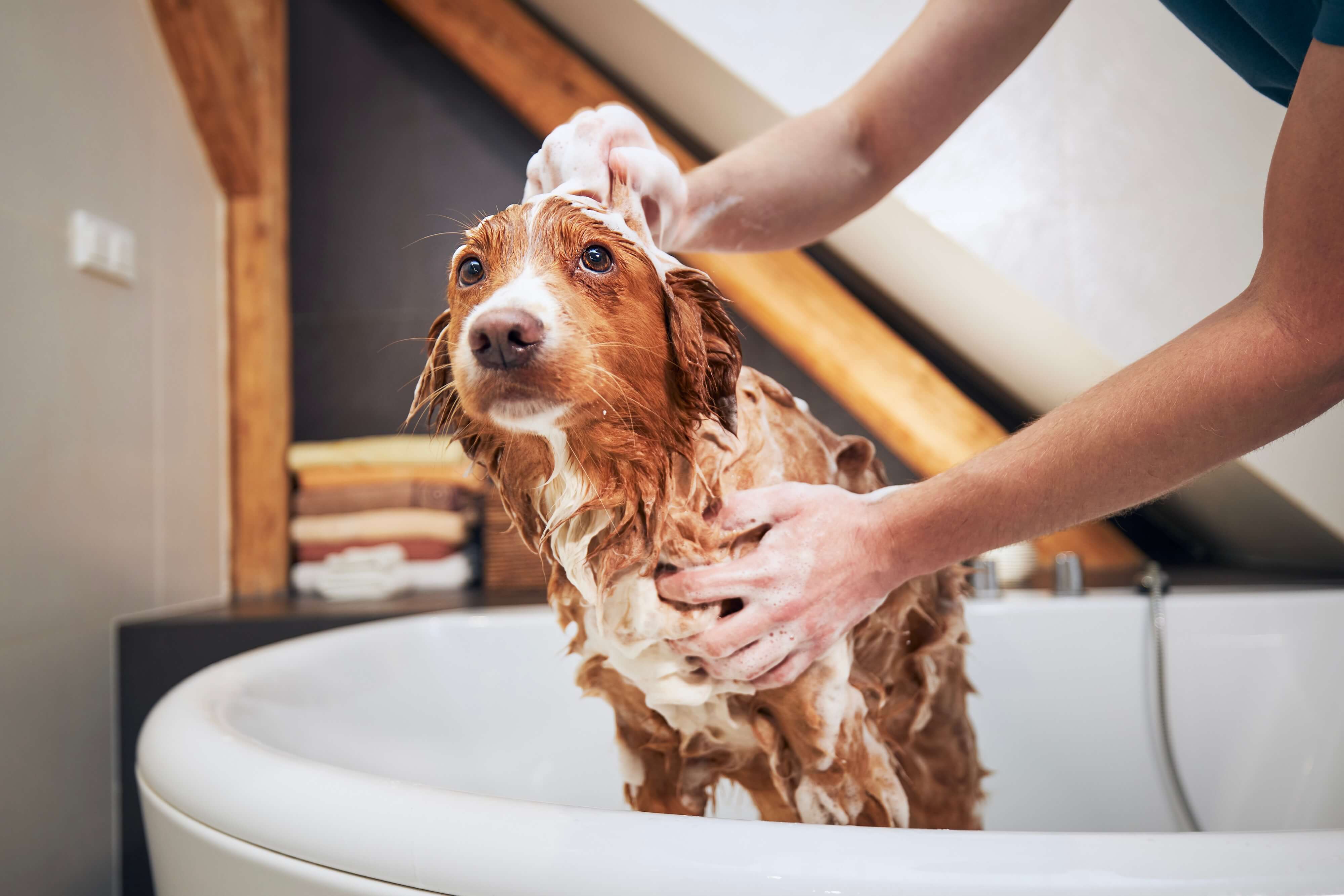 Ein Hund wird in der Badewanne gebadet
