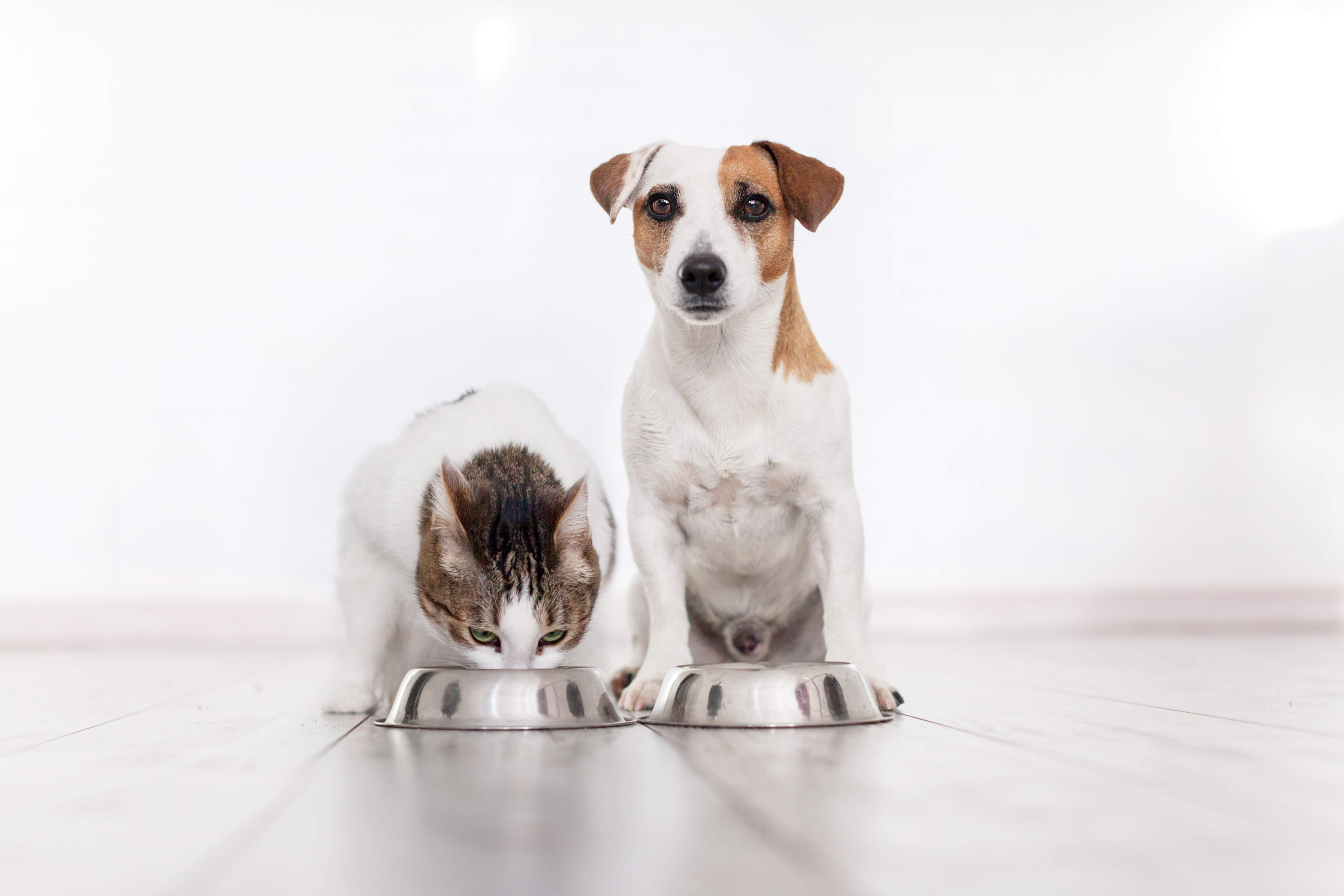 Ein Hund und eine Katze fressen nebeneinander