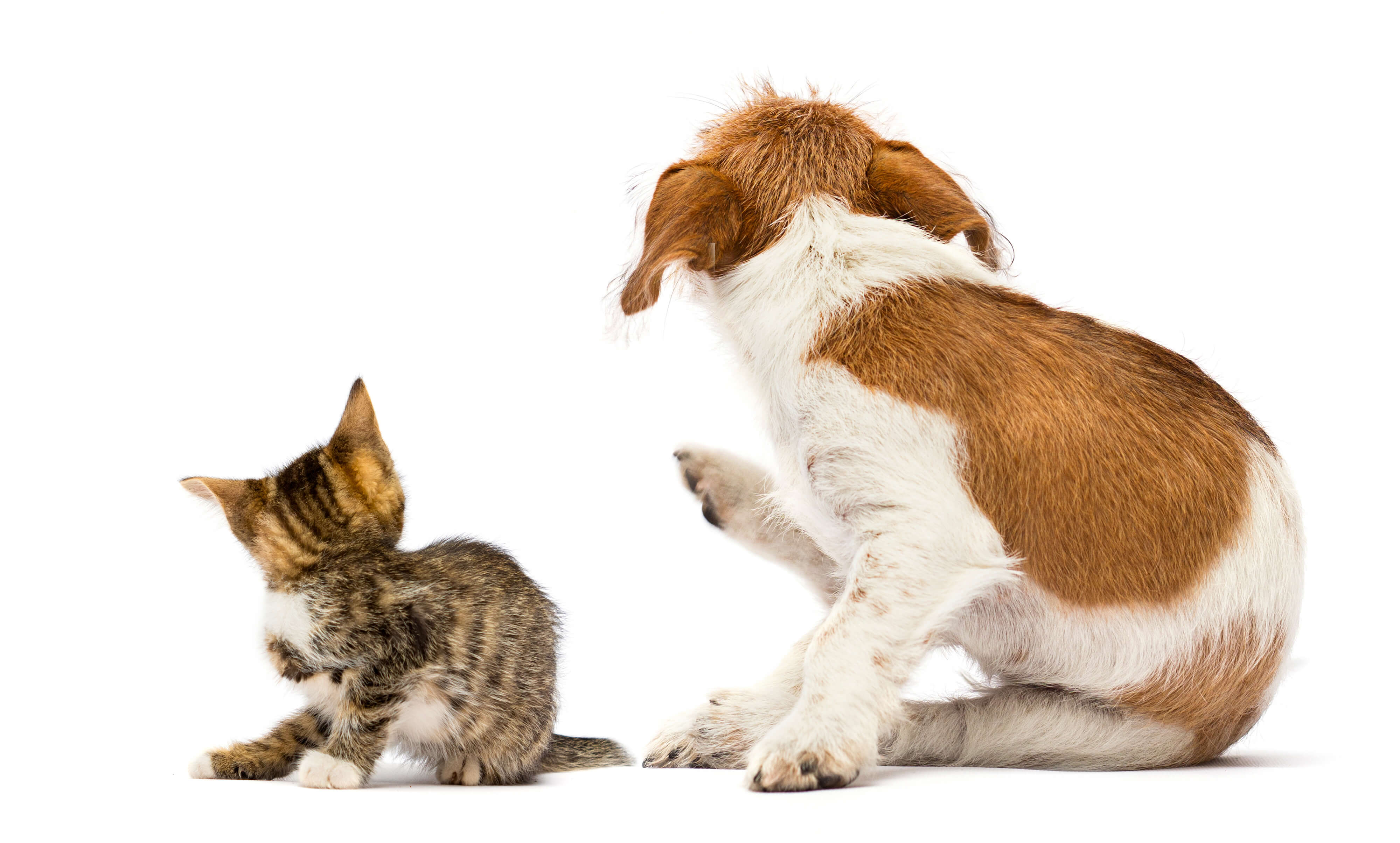 Hund und Katze mit Juckreiz