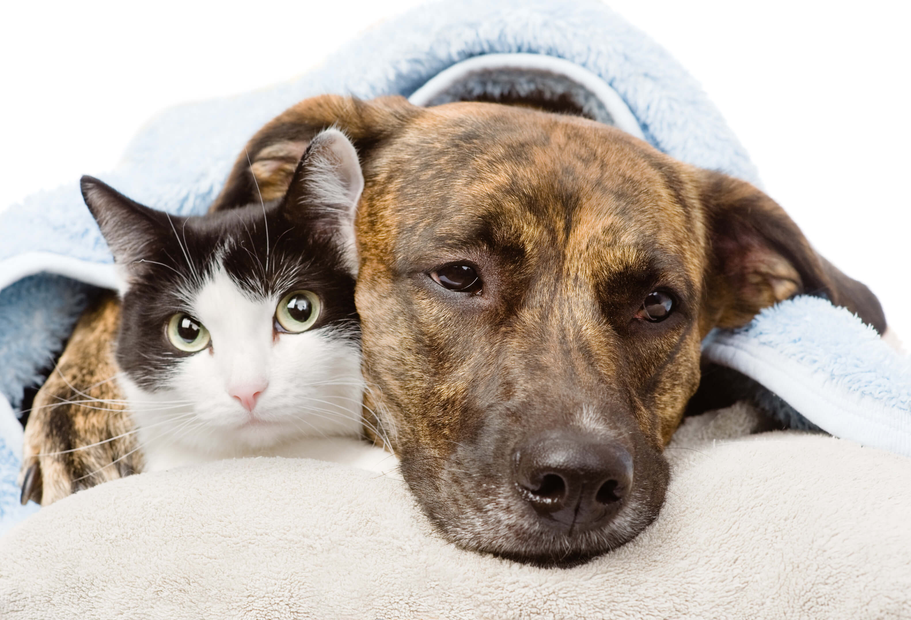 Hund und Katze fühlen sich krank