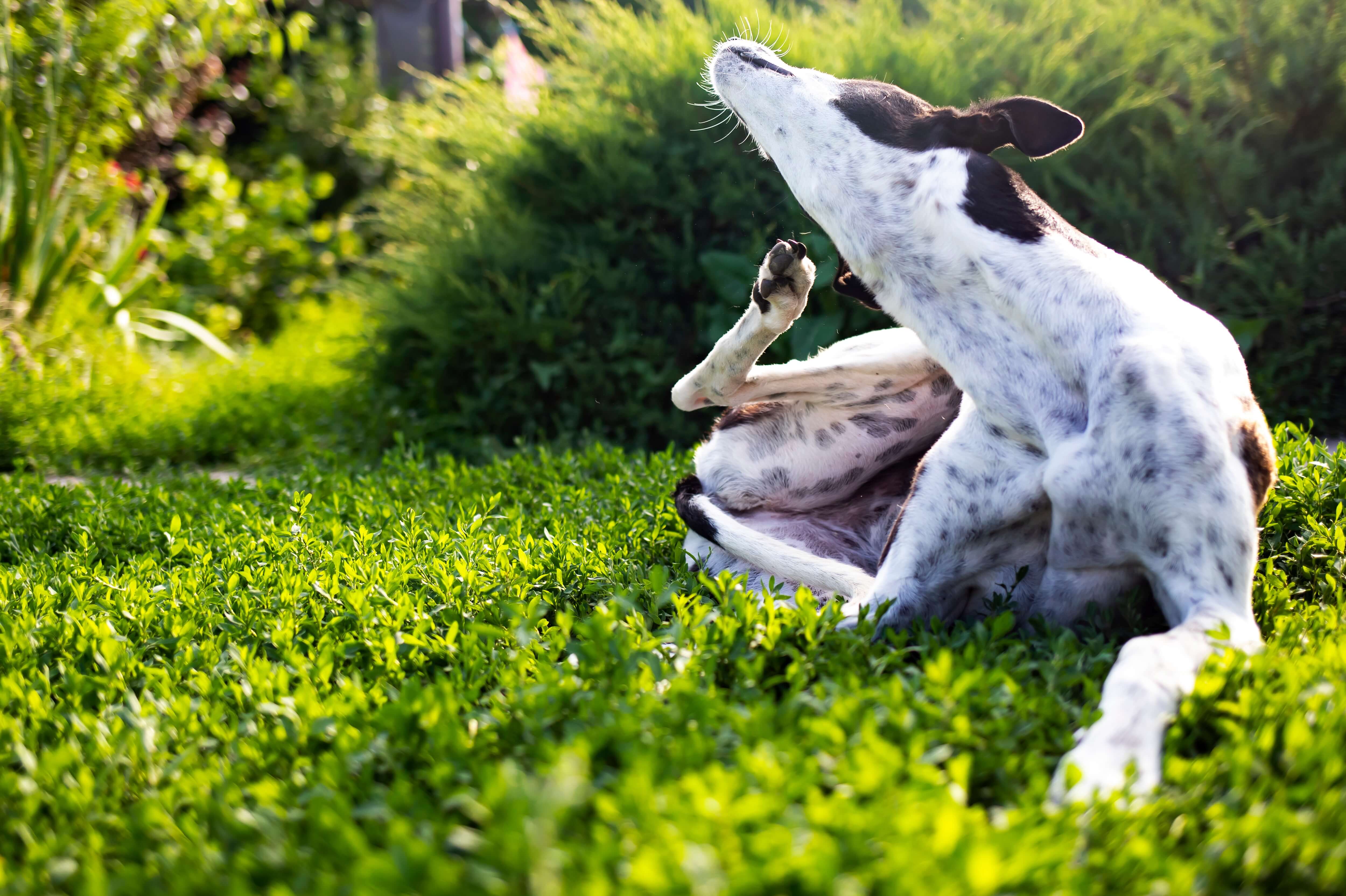 Ein Hund kratzt sich wegen Juckreiz