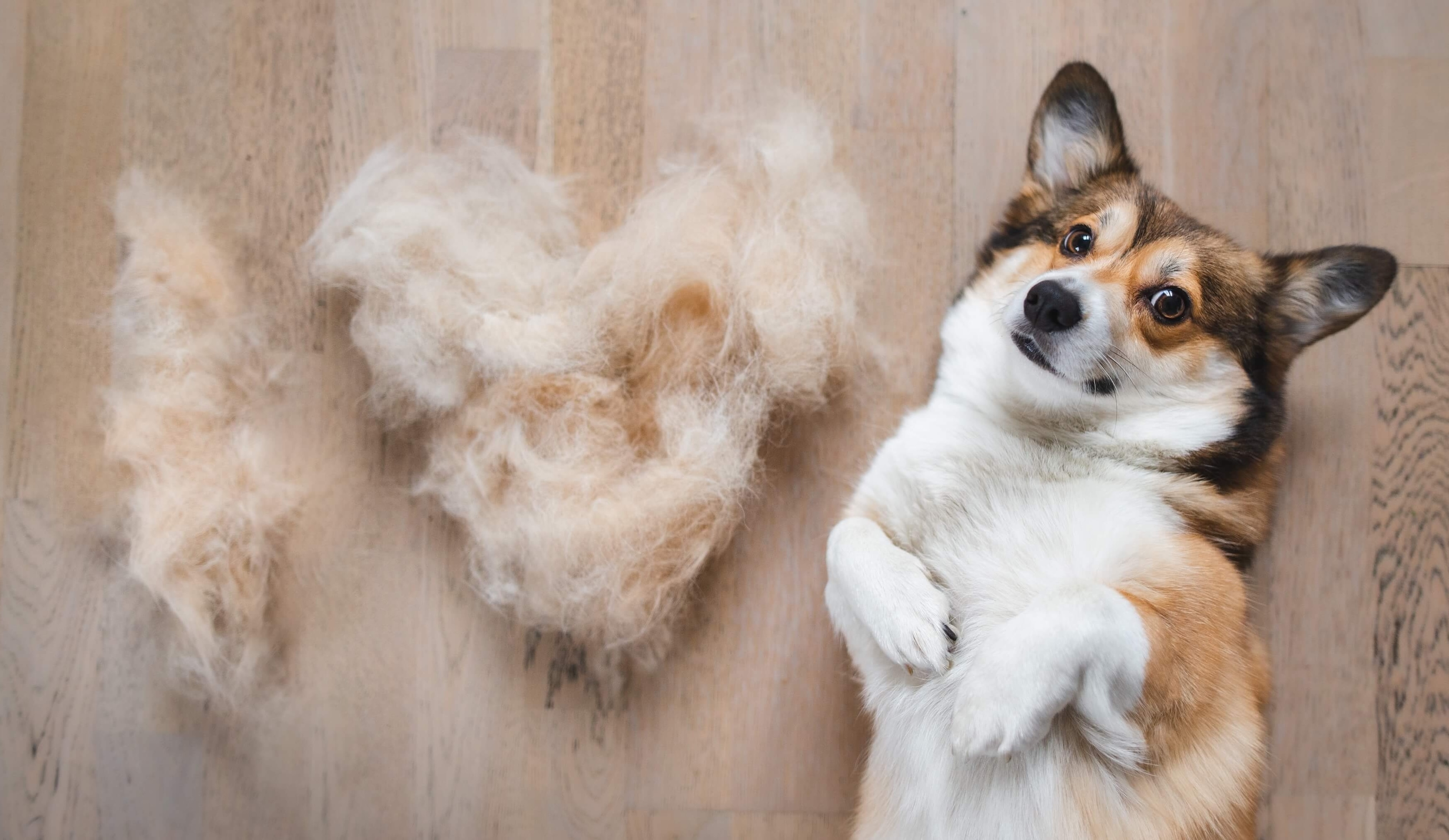 Haut und Fellpflege Hund und Katze