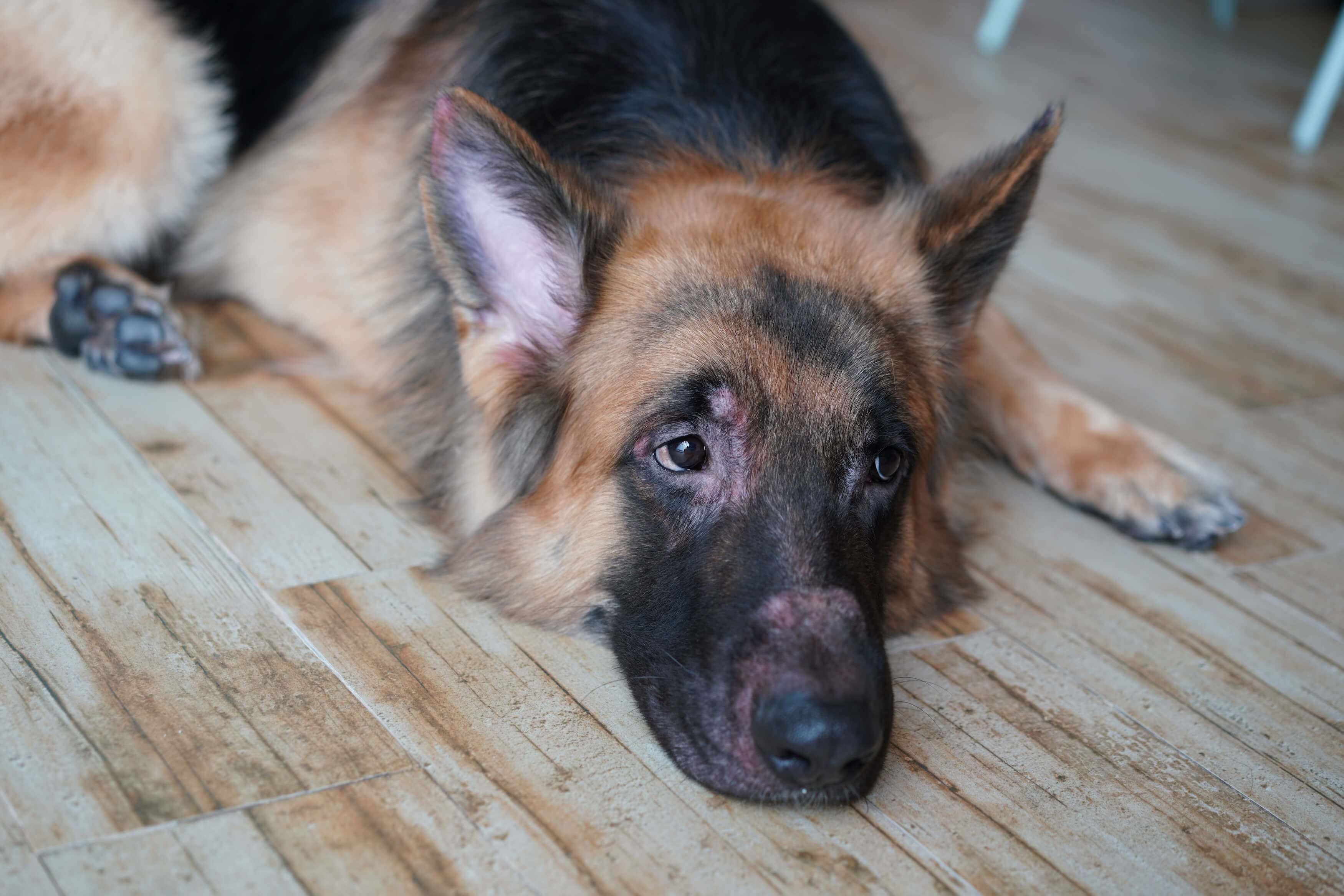 Hund mit sichtbaren Hautproblemen