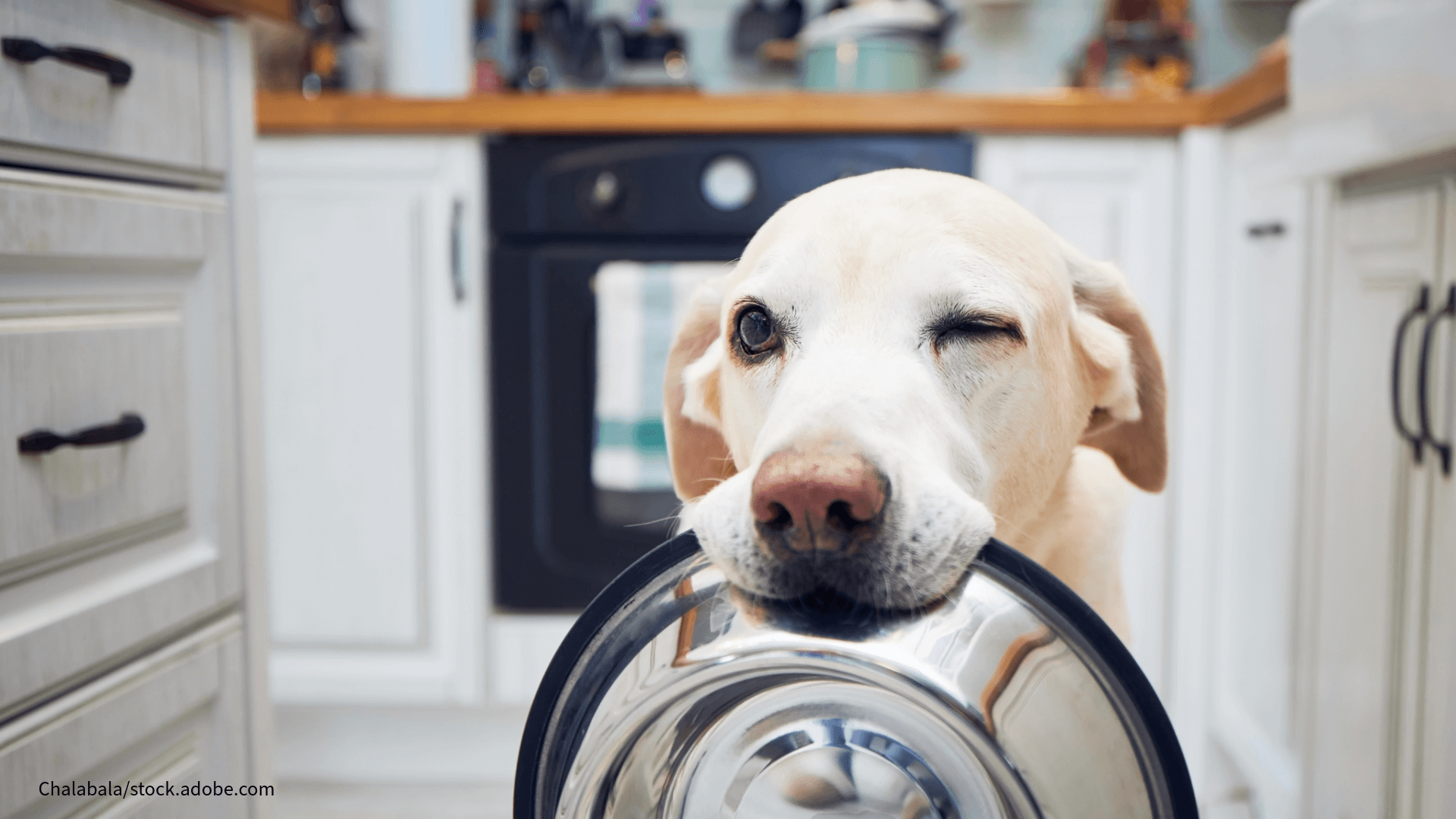 Superfoods im Hunde- und Katzenfutter?