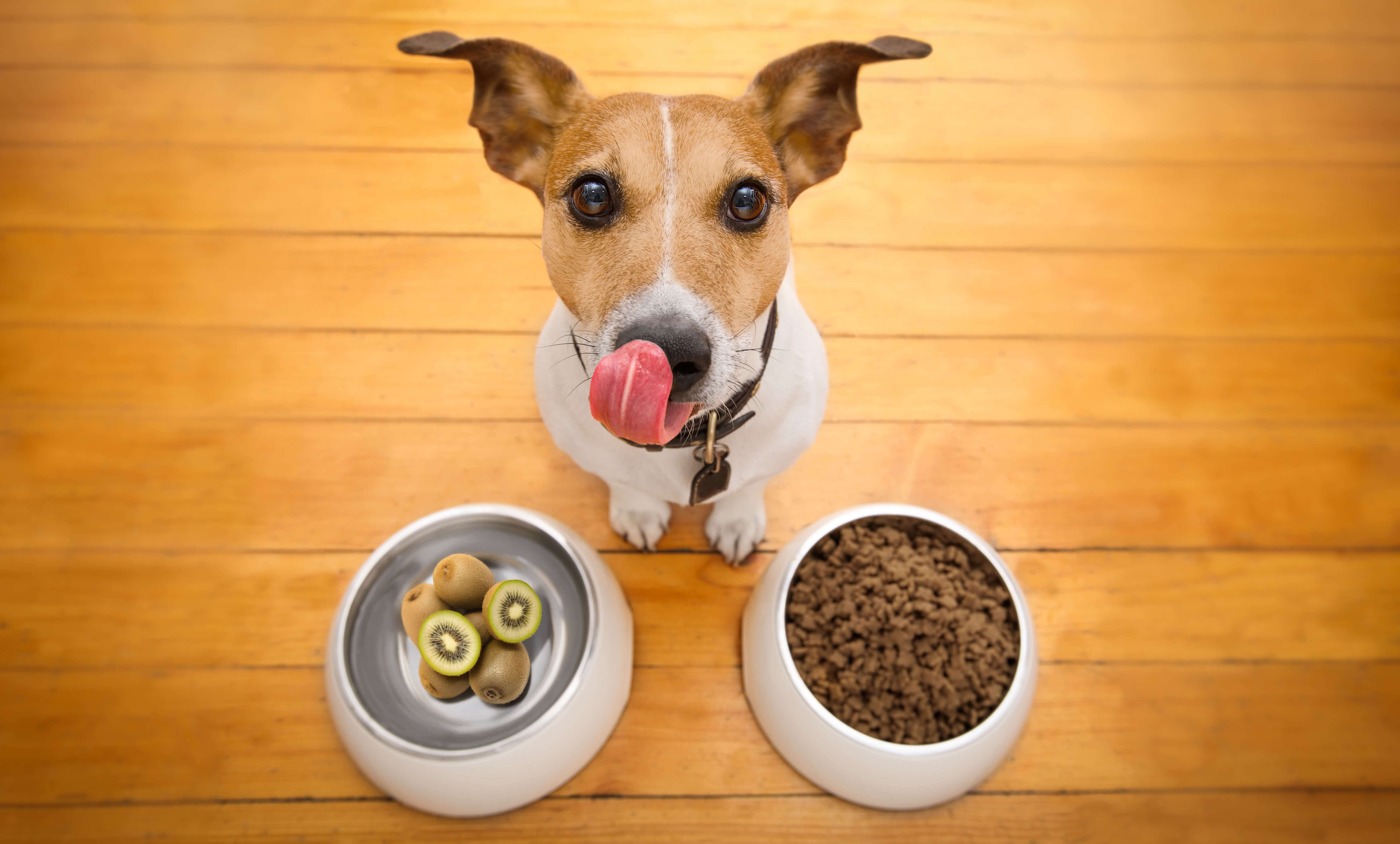 Kiwi als frischer Zusatz beim Hundefutter