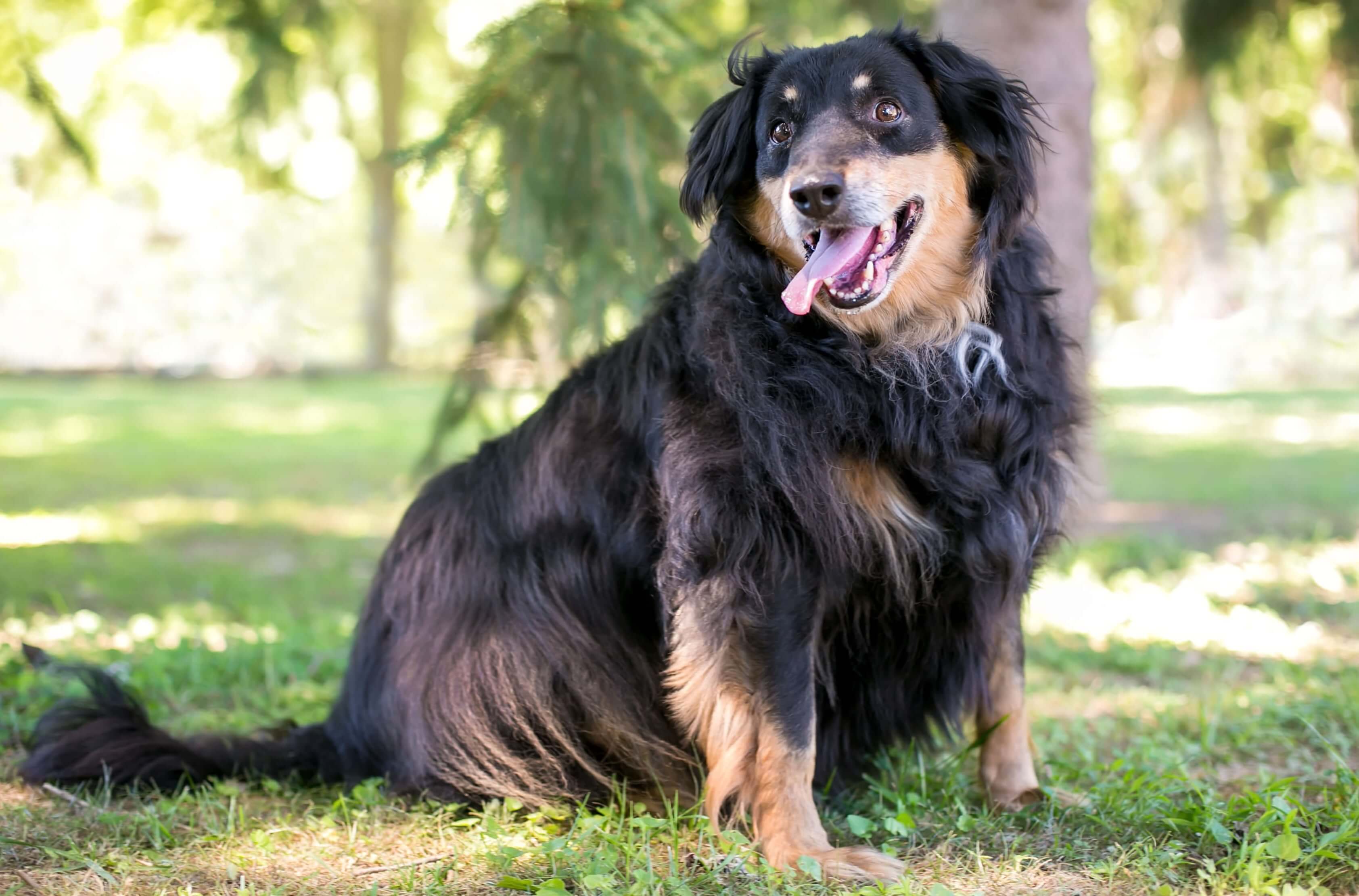 Hund mit Übergewicht - gesundheitliche Risiken