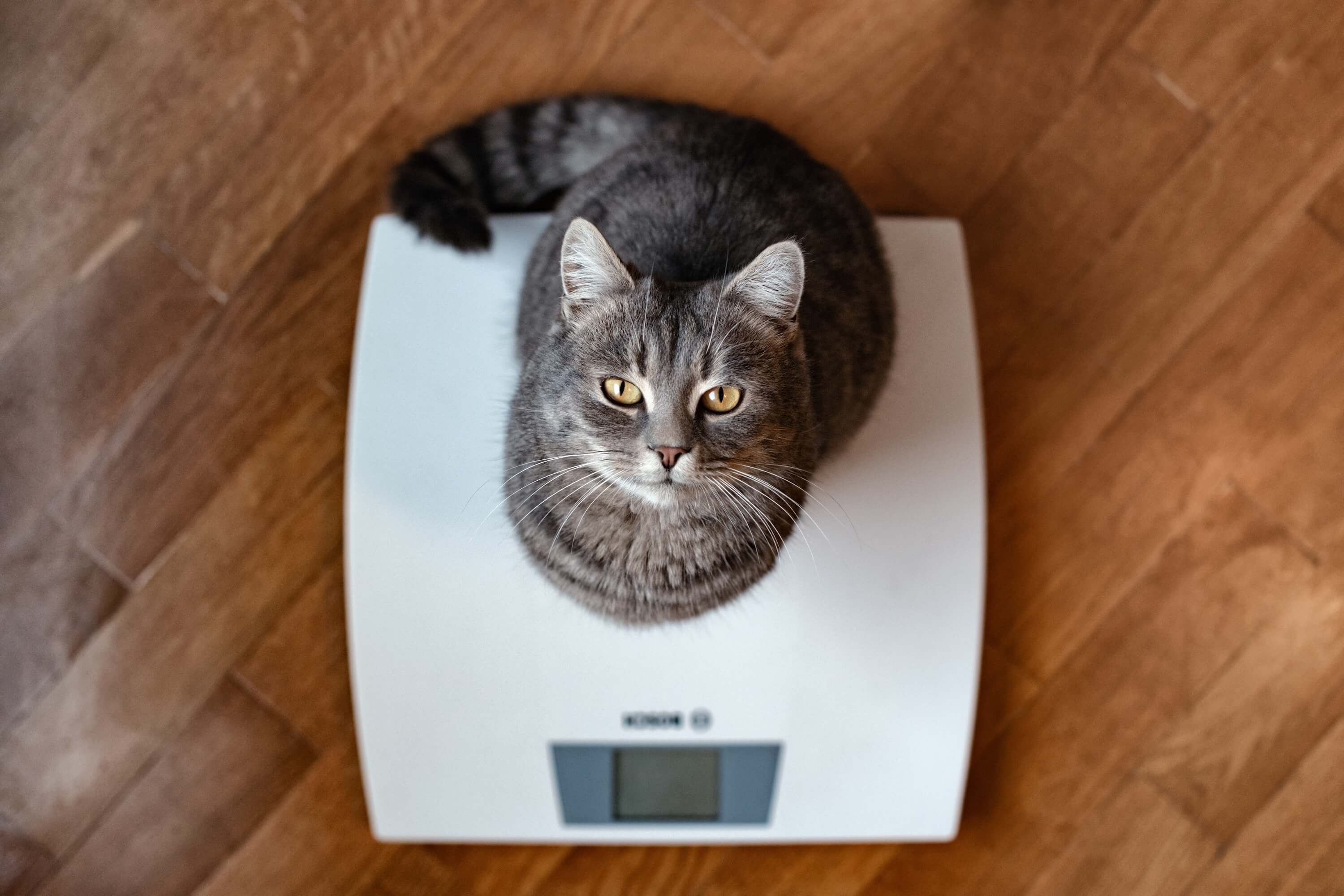 eine Katze sitzt auf einer Waage