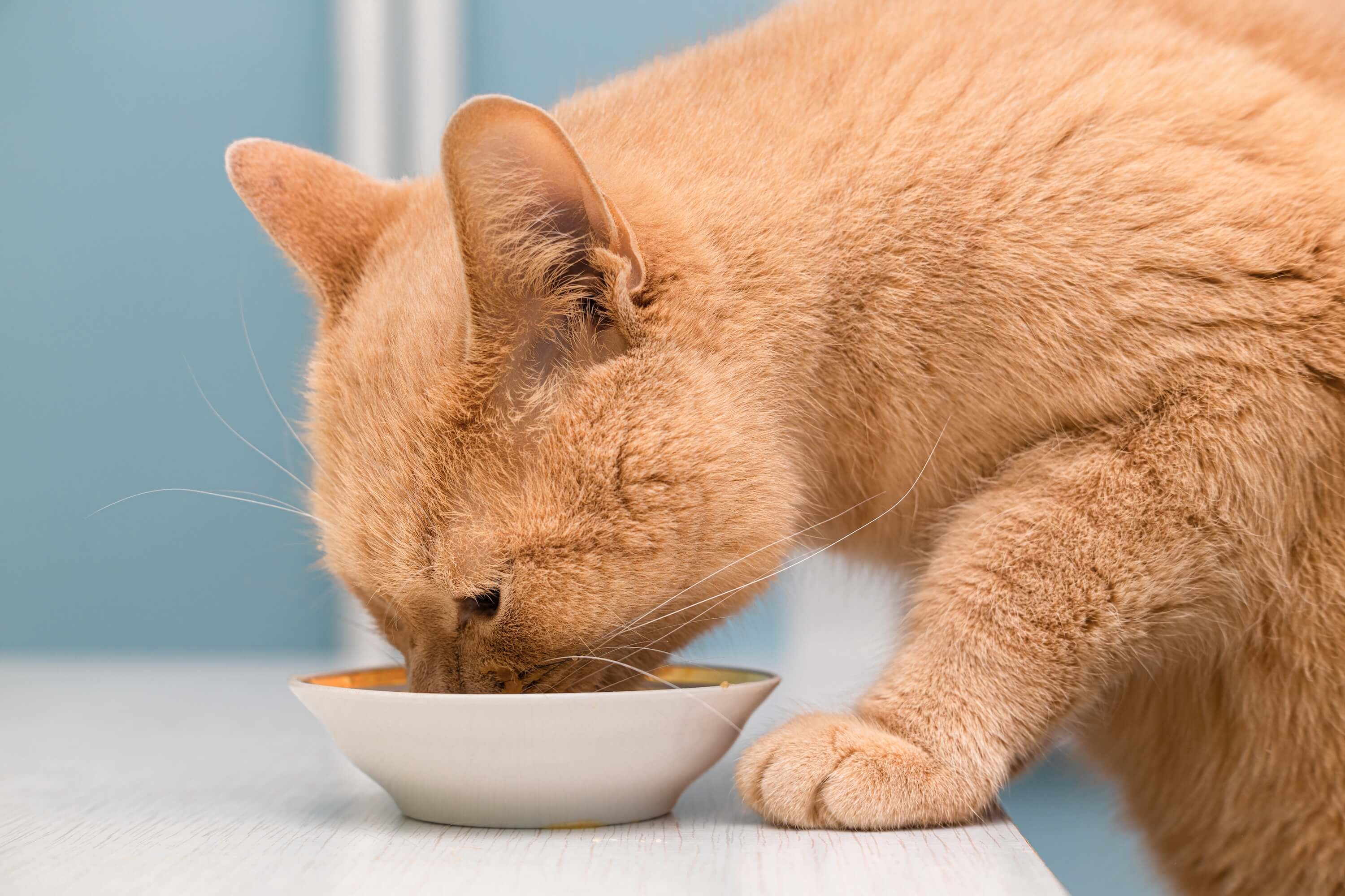 Katze frisst hypoallergenes Futter