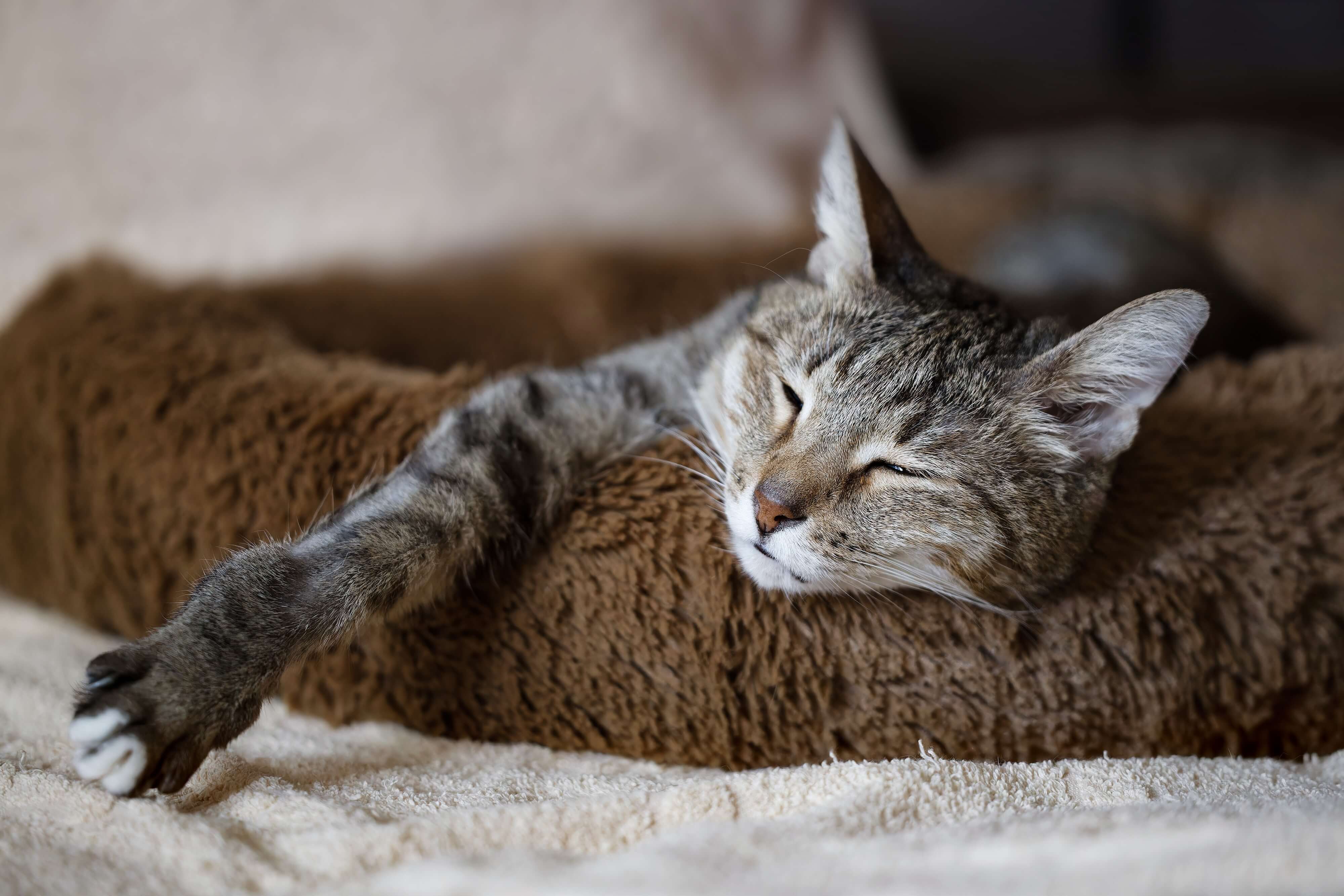 Katze kuschelt in einem weichen Bettchen