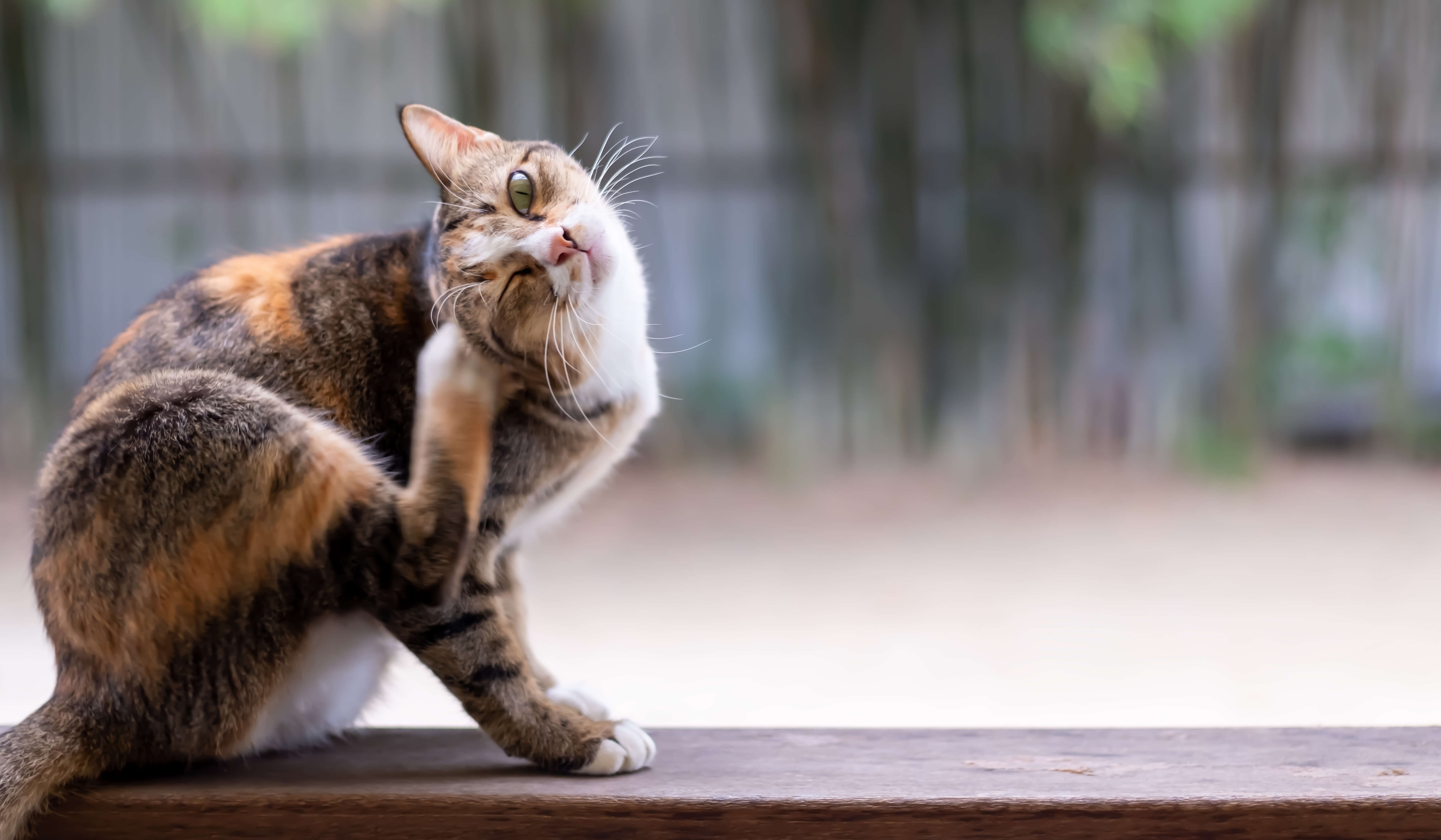 Katze mit Juckreiz