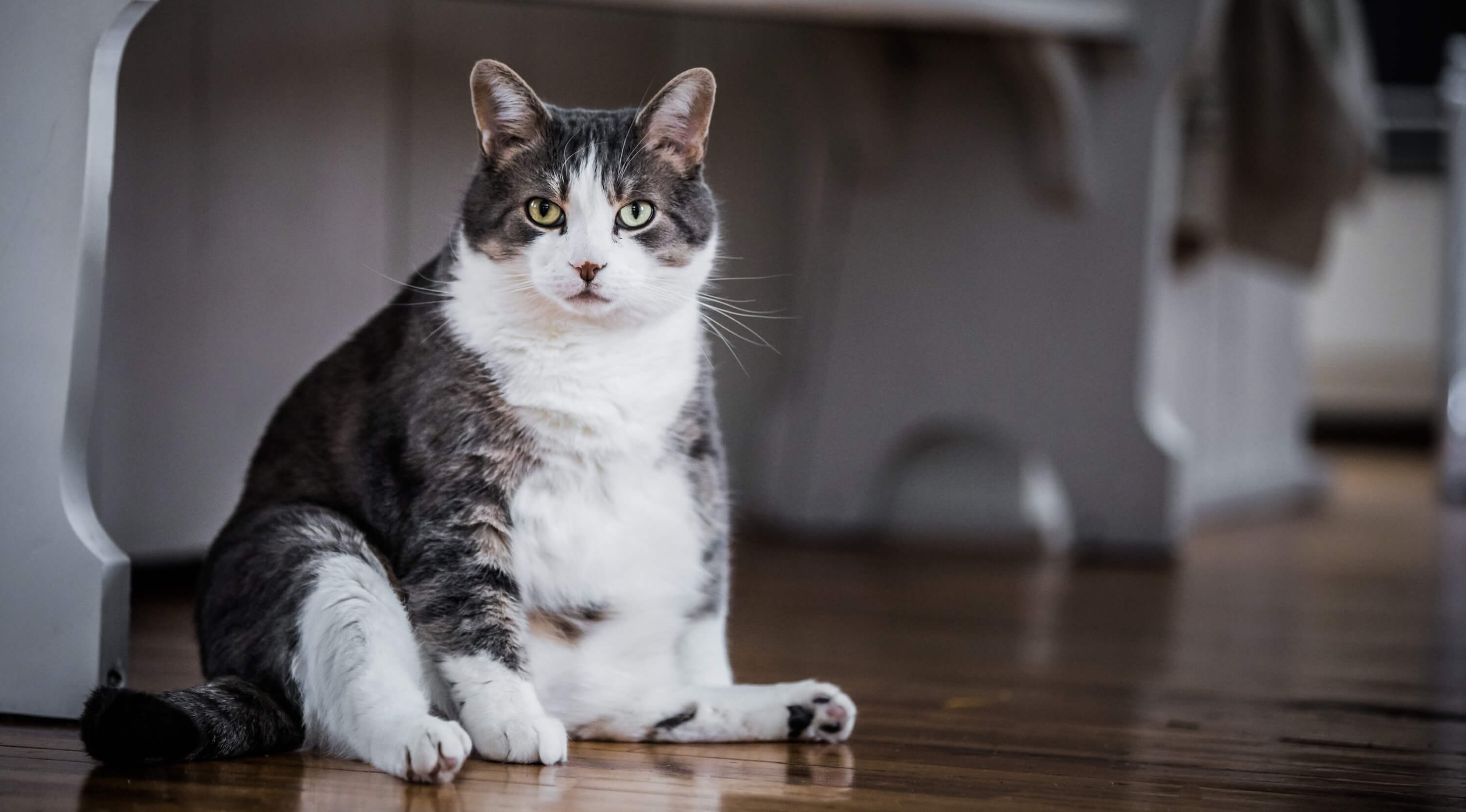Katze mit Übergewicht - die fünf Grüde