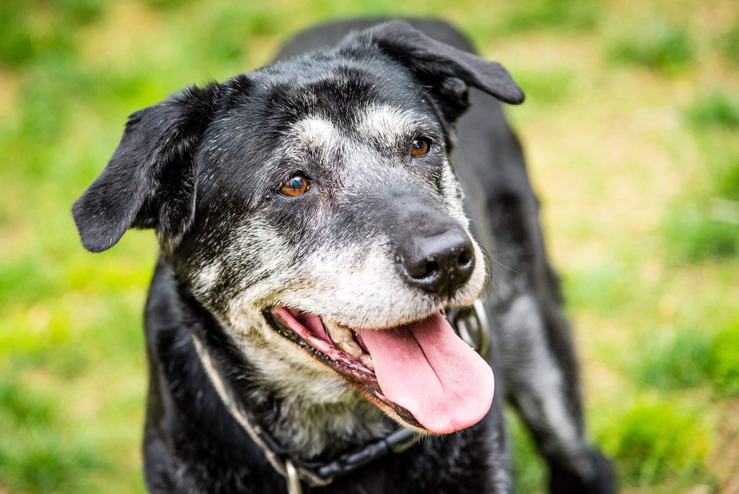 Senior Hunde und Katzen 
