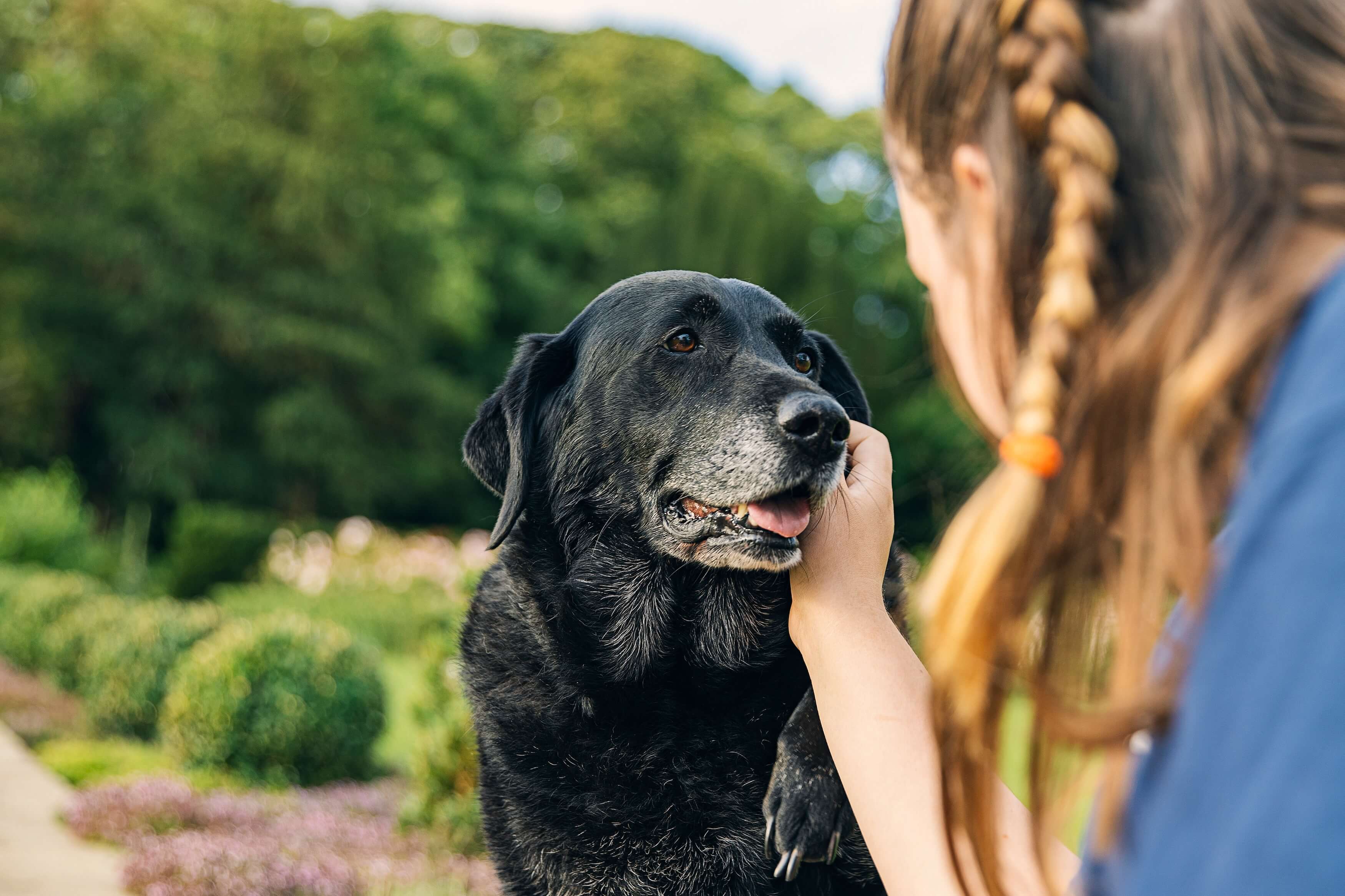 Ein Seniorhund wird gestreichelt.